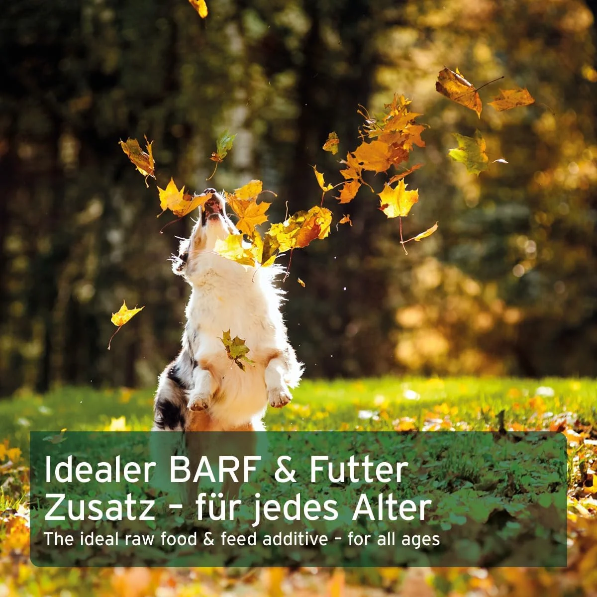 پودر پوسته تخم مرغ AniForte 250 گرم کلسیم برای سگ و گربه - منبع طبیعی کلسیم، پشتیبانی از استخوان ها و دندان ها، پودر پوسته تخم مرغ برای تغذیه بارف، فراهمی زیستی بالا پودر پوسته تخم مرغ AniForte 250 گرم کلسیم برای سگ و گربه - منبع طبیعی کلسیم، پشتیبانی از استخوان ها و دندان ها، پودر پوسته تخم مرغ برای تغذیه بارف، فراهمی زیستی بالا