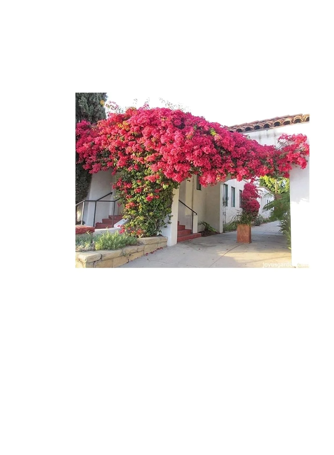 کود کامل Desert Energy برای گل کاغذی، کودهای متعادل با نیتروژن، فسفر و پتاسیم NPK، ۱ کیلوگرم