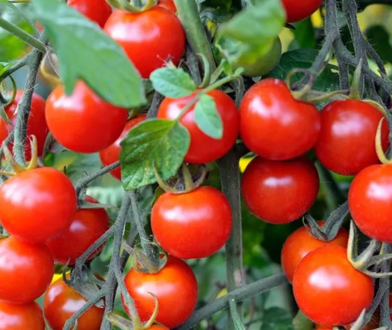 کود NPK یونیچم نیتروژن، فسفر، پتاسیم | محلول در آب | ساخت امارات متحده عربی، انتخاب شماره 1 در امارات متحده عربی، فرمول 20-20-20 + TE | انتخاب کشاورزان | میوه ها، برگ ها، سبزیجات، میوه ها (1 کیلوگرم)