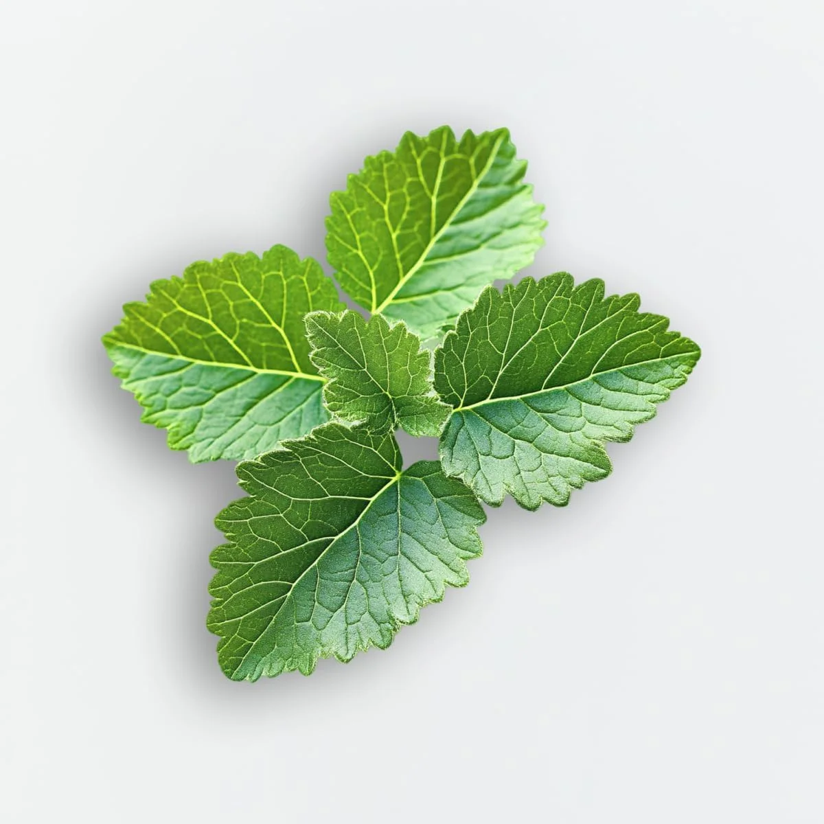 Le Parfum In White by Elie Saab - perfumes for women - Eau de Parfum, 90ml (3423473997658) Le Parfum In White by Elie Saab - perfumes for women - Eau de Parfum, 90ml (3423473997658)