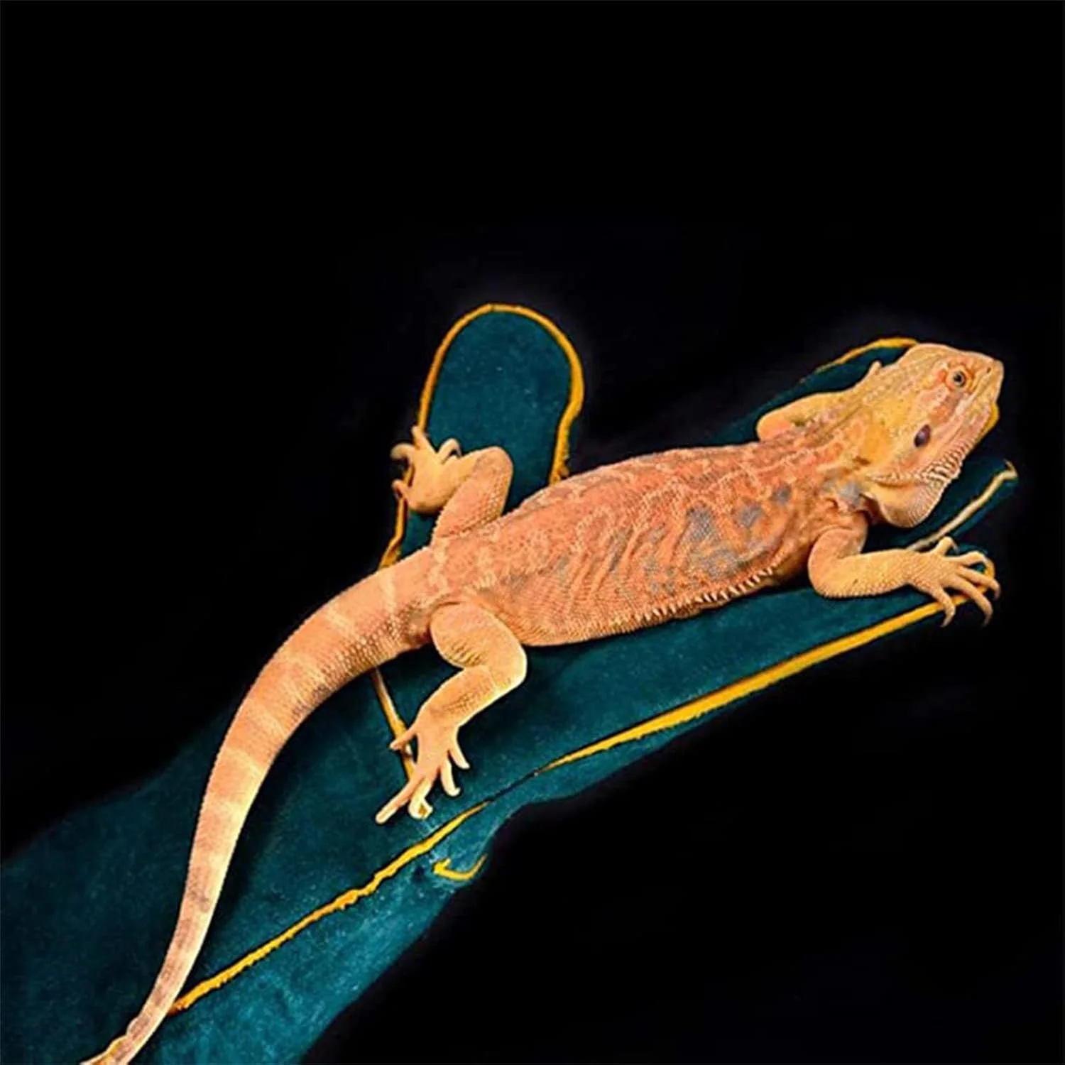 دستکش محافظ حیوانات خانگی مومو کت، دستکش ایمنی ضد گاز گرفتگی، دستکش محافظت و ضد خراش چرمی گاوی 35 سانتی متری سبز برای شاهین ها، مارها و سایر خزندگان (35 سانتی متر / 60 سانتی متر)