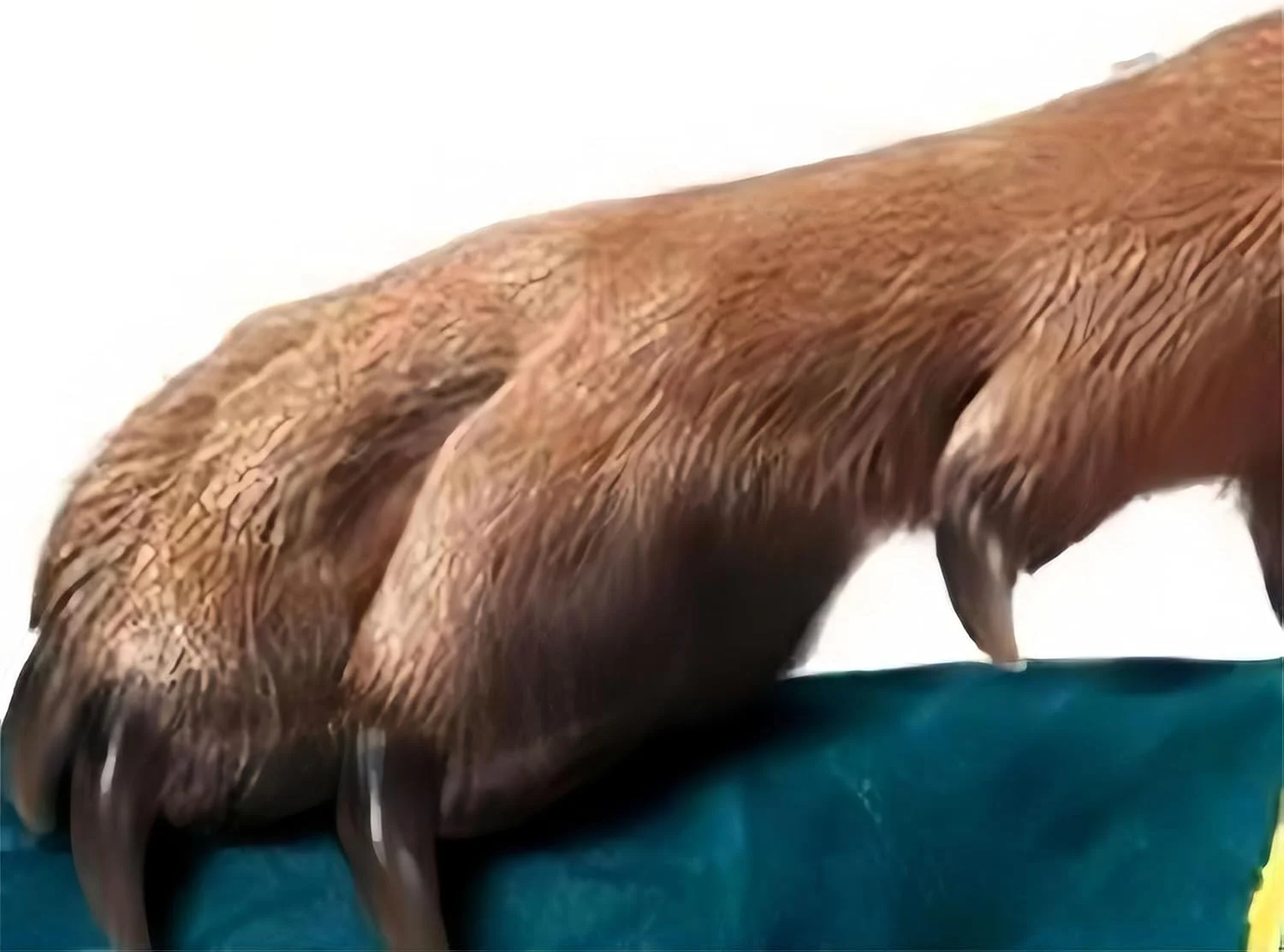 دستکش محافظ حیوانات خانگی مومو کت، دستکش ایمنی ضد گاز گرفتگی، دستکش محافظت و ضد خراش چرمی گاوی 35 سانتی متری سبز برای شاهین ها، مارها و سایر خزندگان (35 سانتی متر / 60 سانتی متر)