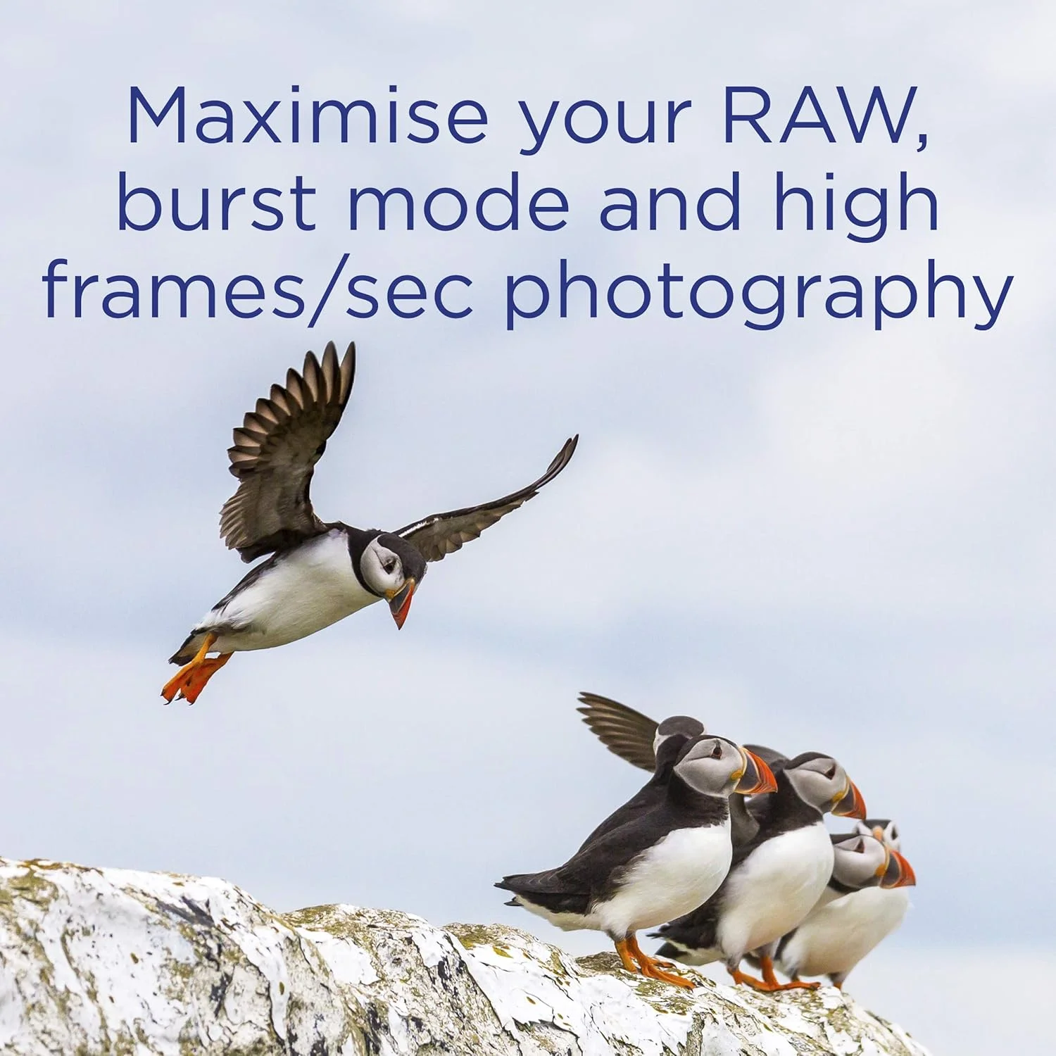 کارت حافظه کامپکت فلش 256 گیگابایتی اینتگرال UDMA-7 سرعت 1066x سرعت خواندن 160 مگابایت بر ثانیه و نوشتن 135 مگابایت بر ثانیه کارت حرفه ای پرسرعت کارت حافظه کامپکت فلش 256 گیگابایتی اینتگرال UDMA-7 سرعت 1066x سرعت خواندن 160 مگابایت بر ثانیه و نوشتن 135 مگابایت بر ثانیه کارت حرفه ای پرسرعت