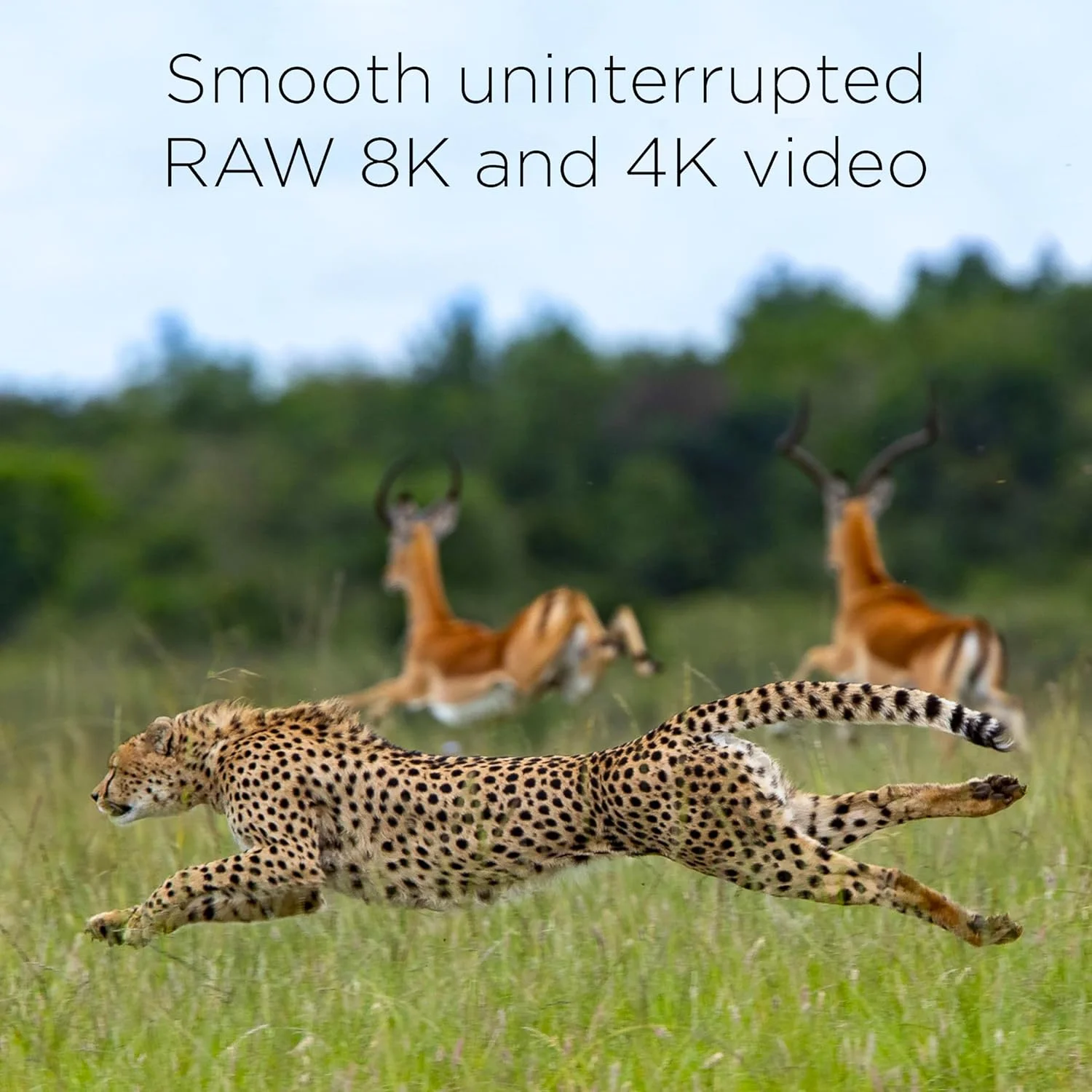 کارت حافظه 512 گیگابایتی Integral CFexpress Type B 2.0، مناسب برای فیلمبرداری 8K RAW و 4K با سرعت 120 فریم بر ثانیه، سرعت خواندن 1800 مگابایت بر ثانیه، سرعت نوشتن 1200 مگابایت بر ثانیه، سرعت نوشتن دائمی 900 مگابایت بر ثانیه، طراحی شده برای عکاسان و فیلمسازان حرفه ای کارت حافظه 512 گیگابایتی Integral CFexpress Type B 2.0، مناسب برای فیلمبرداری 8K RAW و 4K با سرعت 120 فریم بر ثانیه، سرعت خواندن 1800 مگابایت بر ثانیه، سرعت نوشتن 1200 مگابایت بر ثانیه، سرعت نوشتن دائمی 900 مگابایت بر ثانیه، طراحی شده برای عکاسان و فیلمسازان حرفه ای