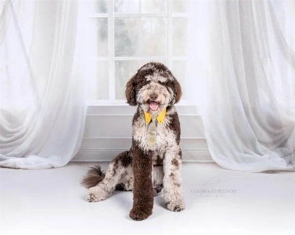 پرده های پس زمینه کیت وایت، پس زمینه عکس پنجره، اتاق داخلی، لوازم عکاسی پرتره خانوادگی، 7x5 فوت پرده های پس زمینه کیت وایت، پس زمینه عکس پنجره، اتاق داخلی، لوازم عکاسی پرتره خانوادگی، 7x5 فوت