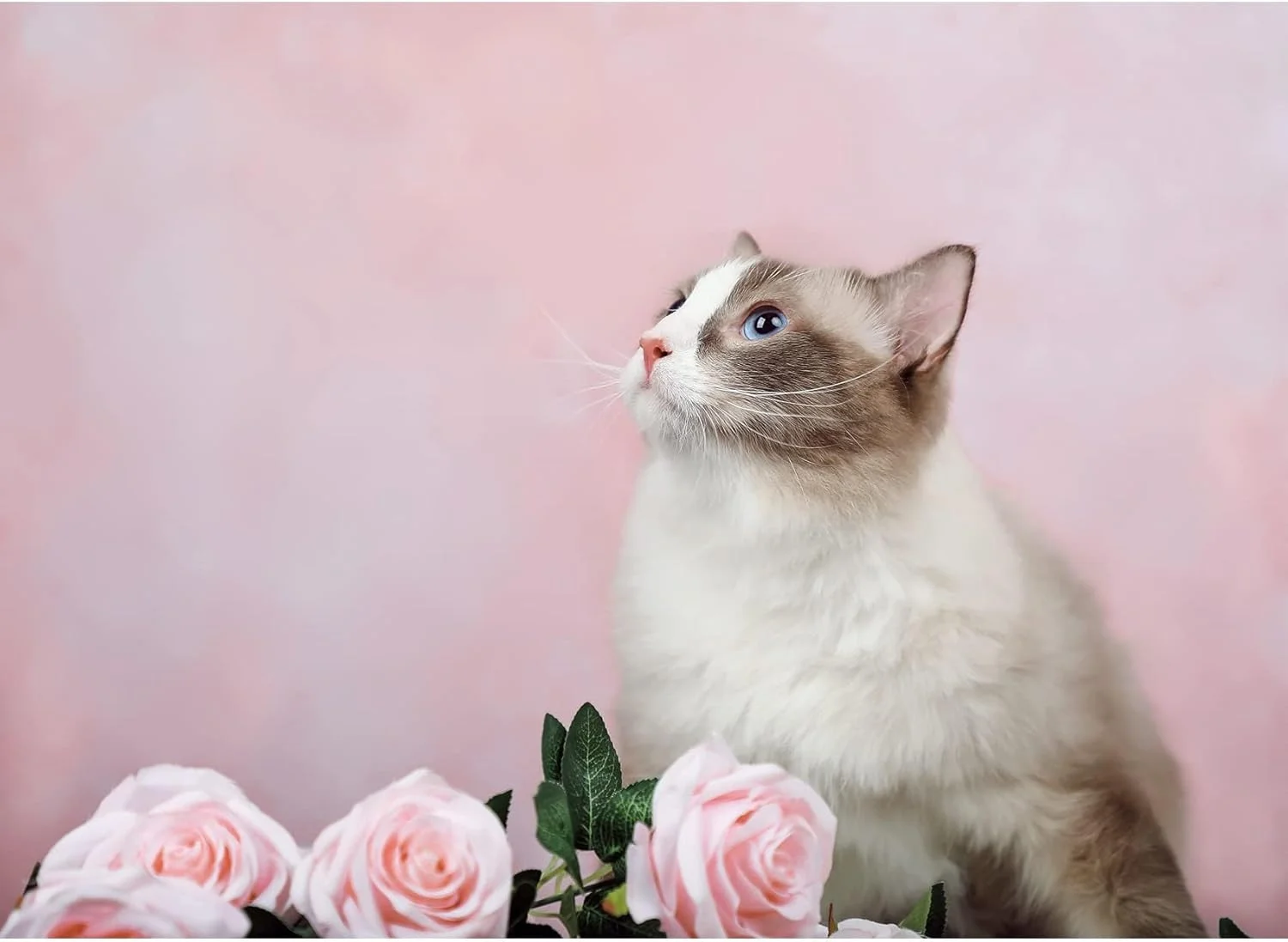 پس زمینه کیت 1.5x2.2 متری صورتی روشن برای عکاسی، پس زمینه عکس با بافت صورتی، لوازم جانبی پس زمینه انتزاعی میکروفیبر برای عکاسی پرتره نوزاد