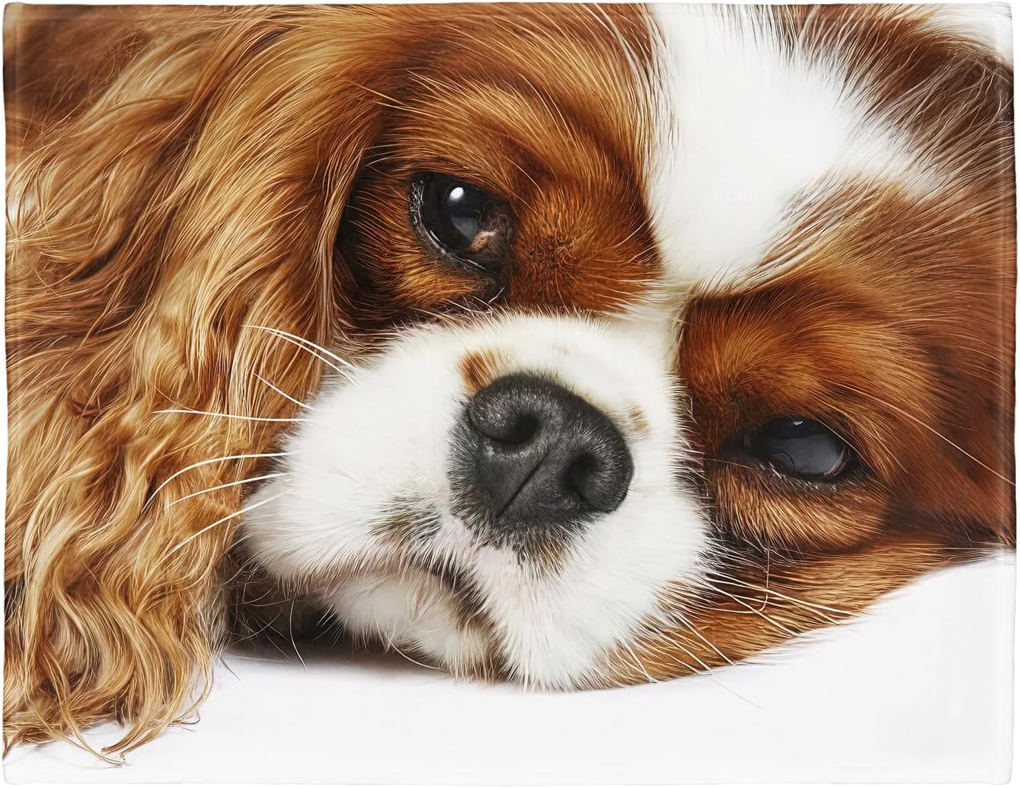 YISUMEI - پتوی پشمی نرم - Cavalier King Charles Spaniel، پتوی 150 x 200 سانتی‌متری مناسب برای مبل یا تخت
