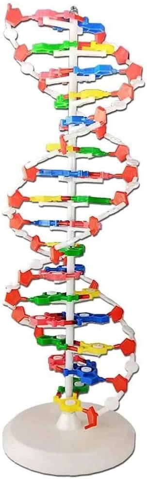 مدل نمایش ساختار DNA با پایه و استند | قطعات متحرک | ارتفاع 60 سانتی متر | اندازه دقیق و ایده آل برای آموزش آزمایشگاهی مدل شیمی زیست شناسی، آزمایش ها و نمایش