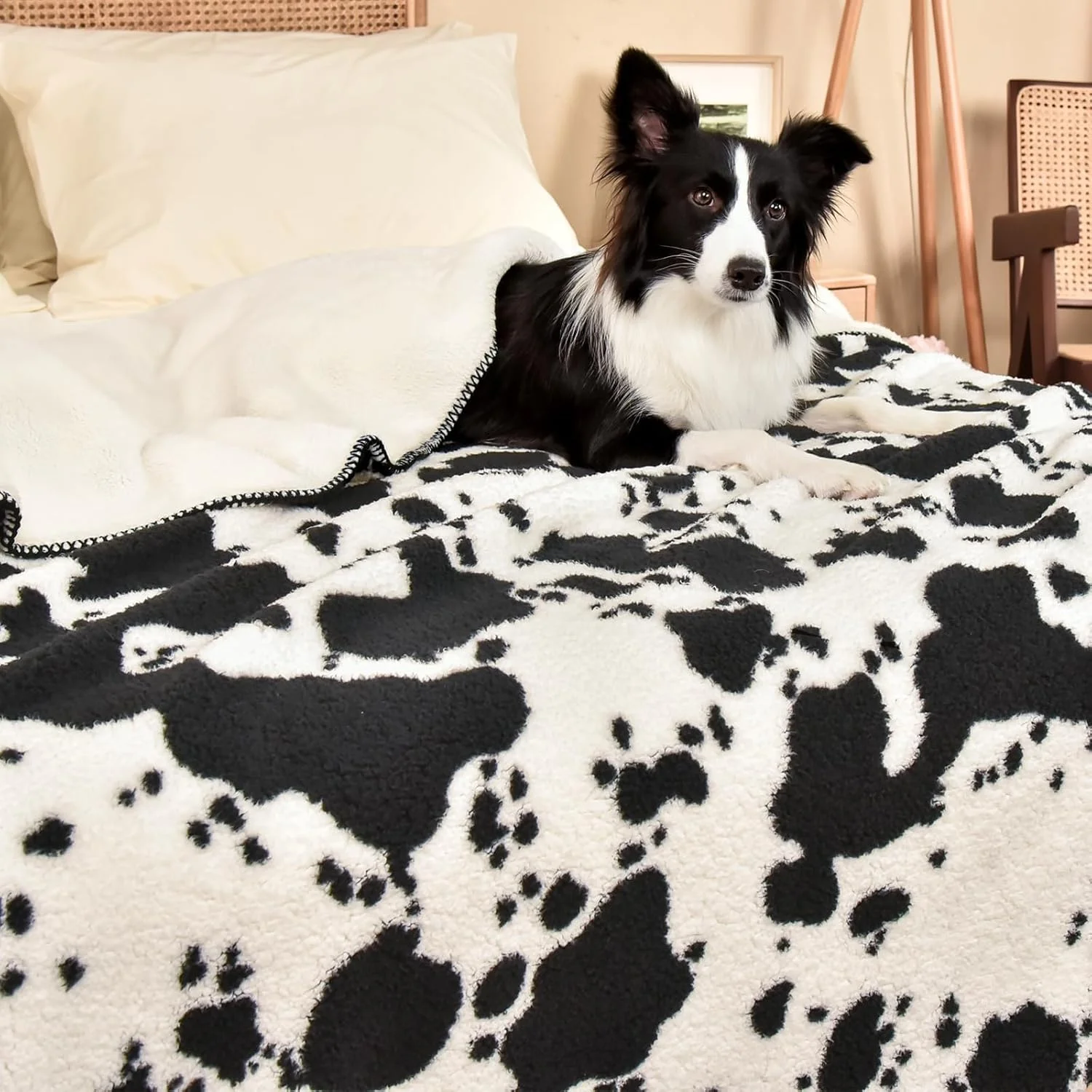 پتوی پشمی طرح گاو PHF سایز کوئین، نرم، ضخیم و گرم، مناسب برای خانم ها، آقایان و بزرگسالان، دو رو، طرح حیوانات، مناسب برای تخت، مبل و کاناپه، ابعاد 228x228 سانتی متر، مشکی