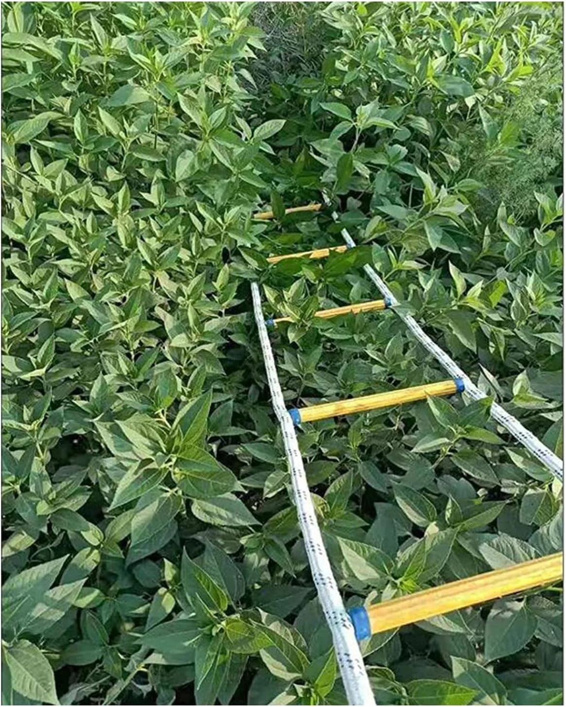 نردبان طنابی فرار، نردبان طنابی نایلونی، نردبان فرار اضطراری آتش نشانی، نردبان ایمنی نرم، نردبان نجات ضد حریق، نردبان ایمنی آتش نشانی /a/15M/49Ft نردبان طنابی فرار، نردبان طنابی نایلونی، نردبان فرار اضطراری آتش نشانی، نردبان ایمنی نرم، نردبان نجات ضد حریق، نردبان ایمنی آتش نشانی /a/15M/49Ft