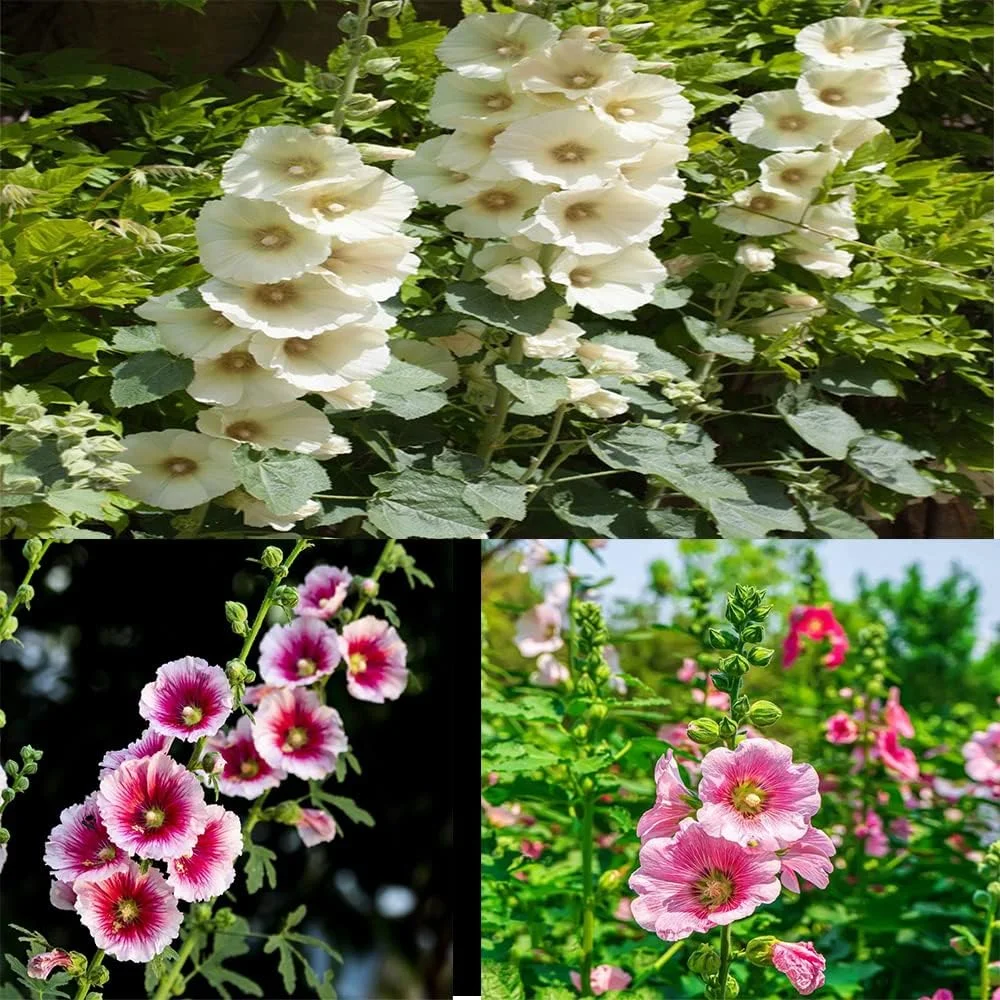 50Pcs Mix Cottage Garden Hollyhock Seeds for Planting Your Own Colorful Natural Landscape in an Outdoor Garden Suitable for Novice Gardeners Cultivating Interest
