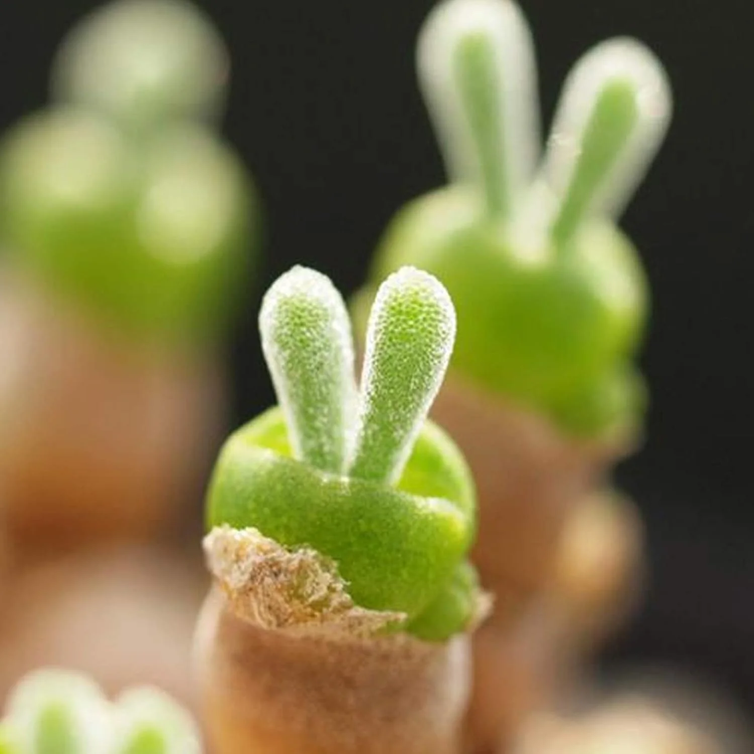 1 بسته بذر بونسای، بذر گیاهان گوشتی کوچک و زیبا با شکل خرگوش برای کاشت آسان در بالکن، باغ، حیاط و فضای باز، 1 عدد بذر Monilaria Obconica 1 بسته بذر بونسای، بذر گیاهان گوشتی کوچک و زیبا با شکل خرگوش برای کاشت آسان در بالکن، باغ، حیاط و فضای باز، 1 عدد بذر Monilaria Obconica