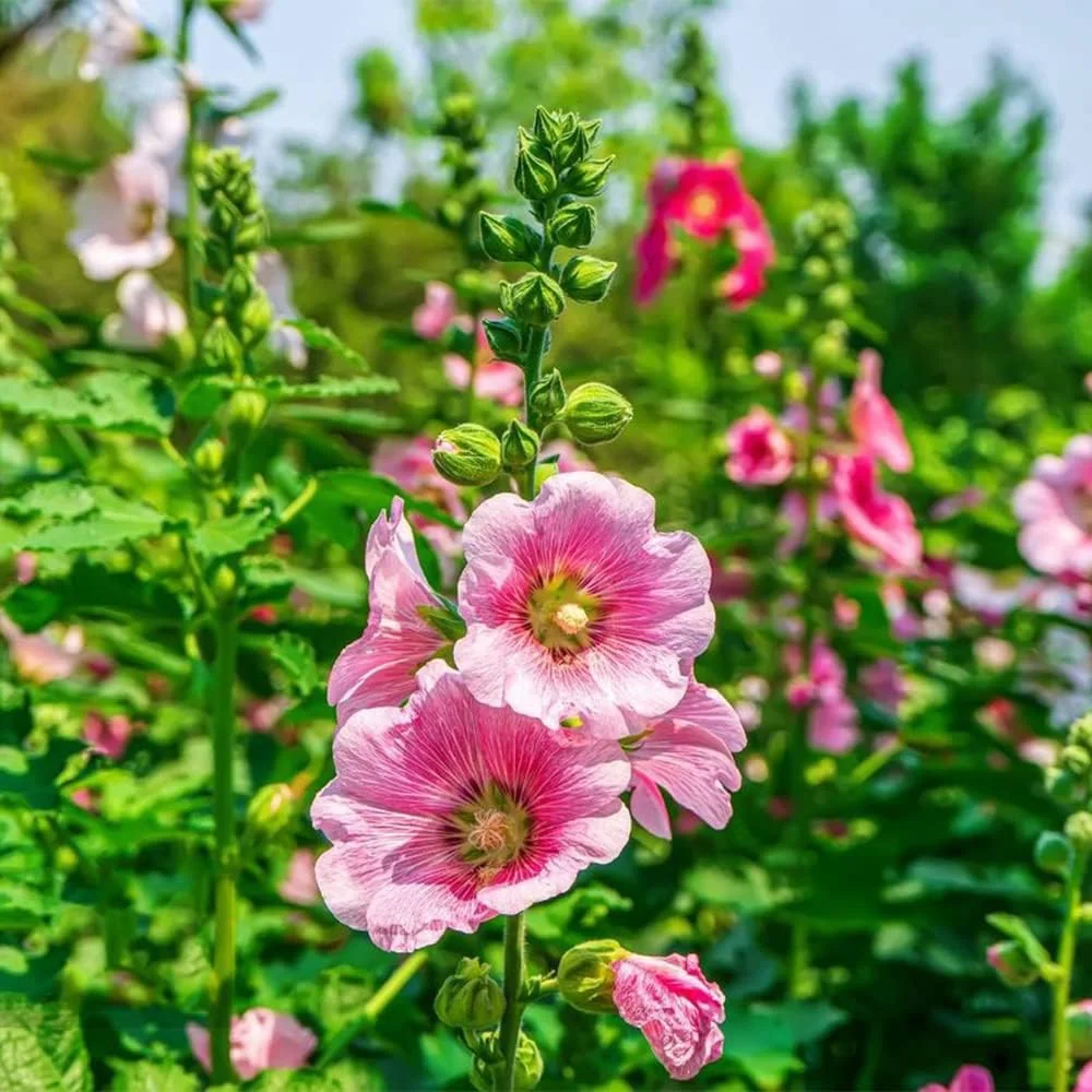 50Pcs Mix Cottage Garden Hollyhock Seeds for Planting Your Own Colorful Natural Landscape in an Outdoor Garden Suitable for Novice Gardeners Cultivating Interest 50Pcs Mix Cottage Garden Hollyhock Seeds for Planting Your Own Colorful Natural Landscape in an Outdoor Garden Suitable for Novice Gardeners Cultivating Interest