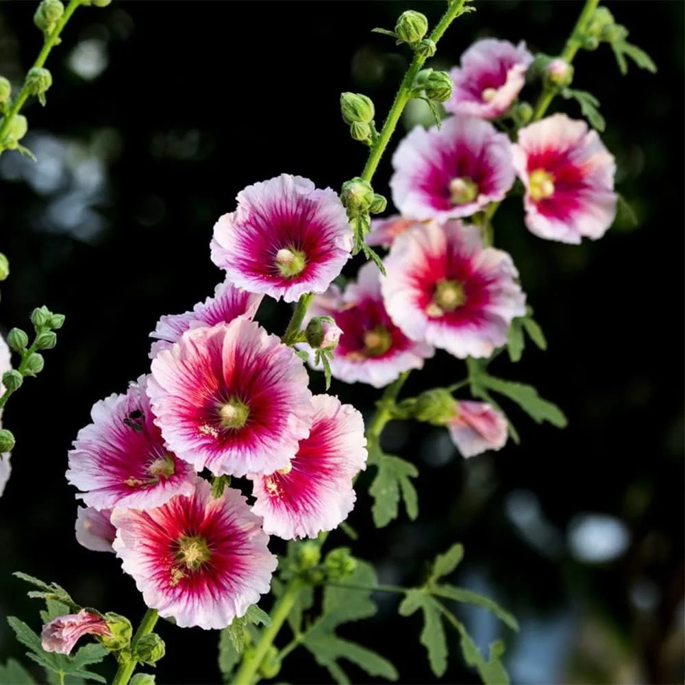 50Pcs Mix Cottage Garden Hollyhock Seeds for Planting Your Own Colorful Natural Landscape in an Outdoor Garden Suitable for Novice Gardeners Cultivating Interest 50Pcs Mix Cottage Garden Hollyhock Seeds for Planting Your Own Colorful Natural Landscape in an Outdoor Garden Suitable for Novice Gardeners Cultivating Interest