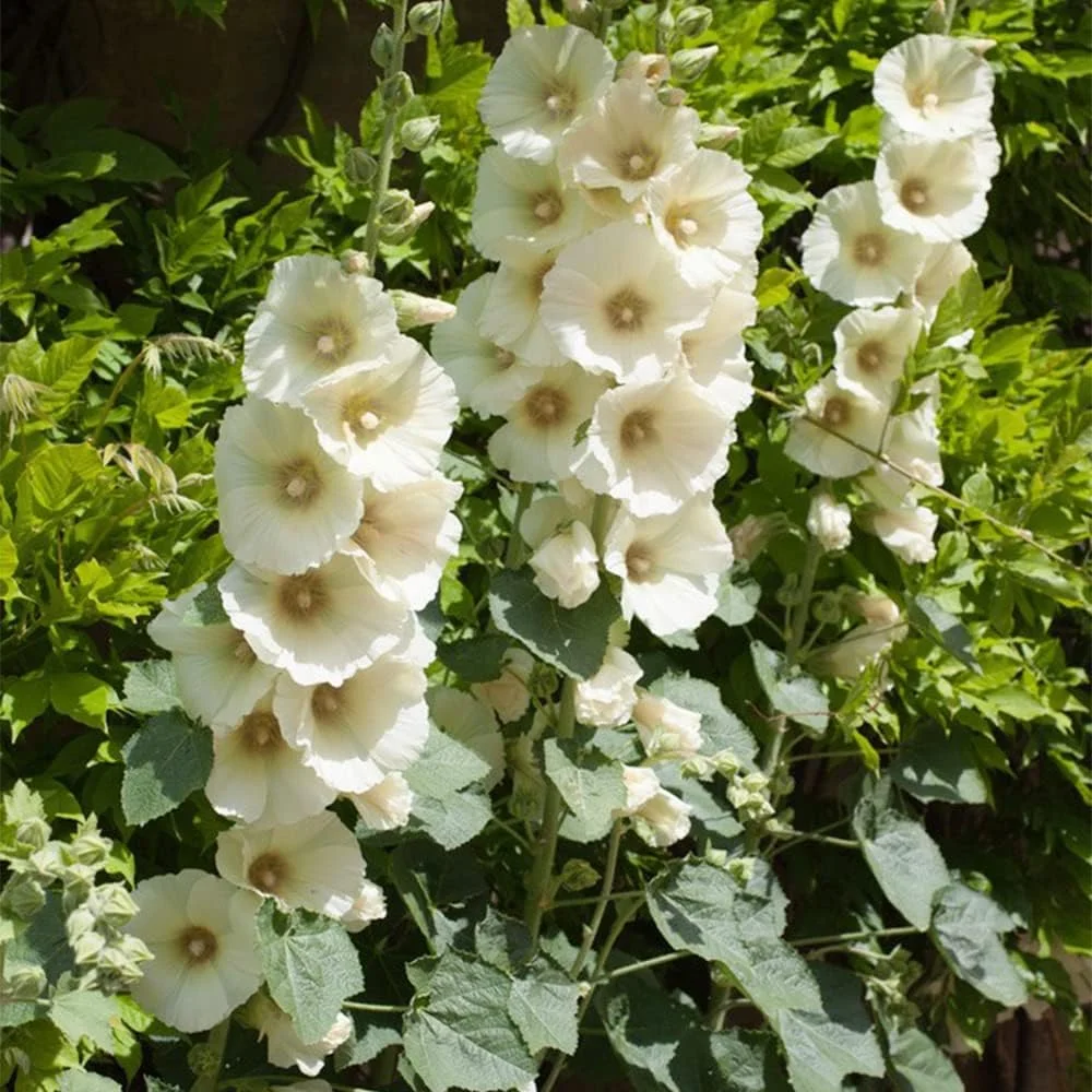 50Pcs Mix Cottage Garden Hollyhock Seeds for Planting Your Own Colorful Natural Landscape in an Outdoor Garden Suitable for Novice Gardeners Cultivating Interest 50Pcs Mix Cottage Garden Hollyhock Seeds for Planting Your Own Colorful Natural Landscape in an Outdoor Garden Suitable for Novice Gardeners Cultivating Interest