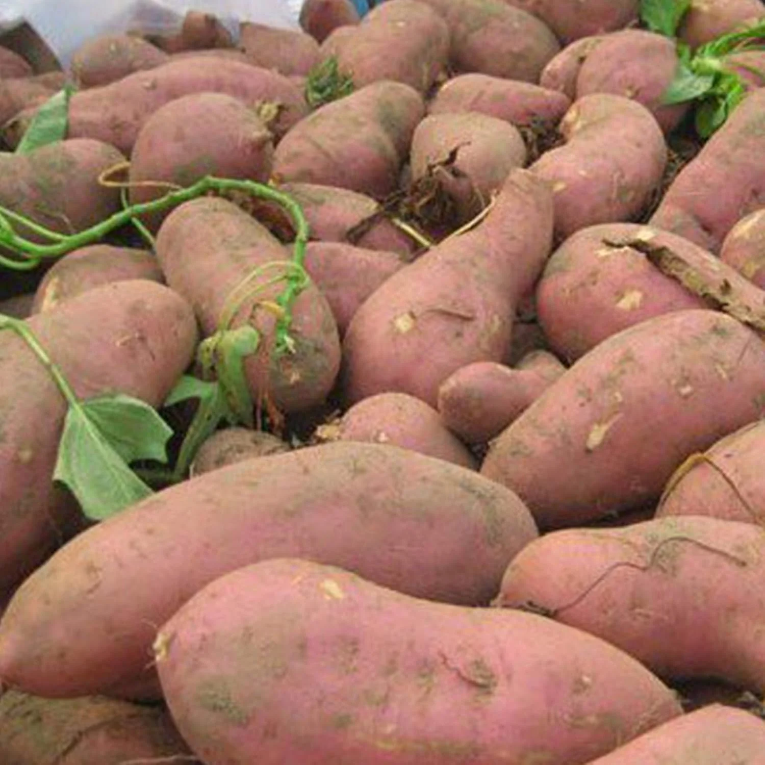 بذر سیب زمینی شیرین GQCQGS برای کاشت، 50 عدد در هر کیسه، بذر سیب زمینی شیرین با قابلیت بقای قوی، سیب زمینی بنفش با طراوت، کشت آسان بذر سبزیجات برای خانه بذر سیب زمینی شیرین GQCQGS برای کاشت، 50 عدد در هر کیسه، بذر سیب زمینی شیرین با قابلیت بقای قوی، سیب زمینی بنفش با طراوت، کشت آسان بذر سبزیجات برای خانه