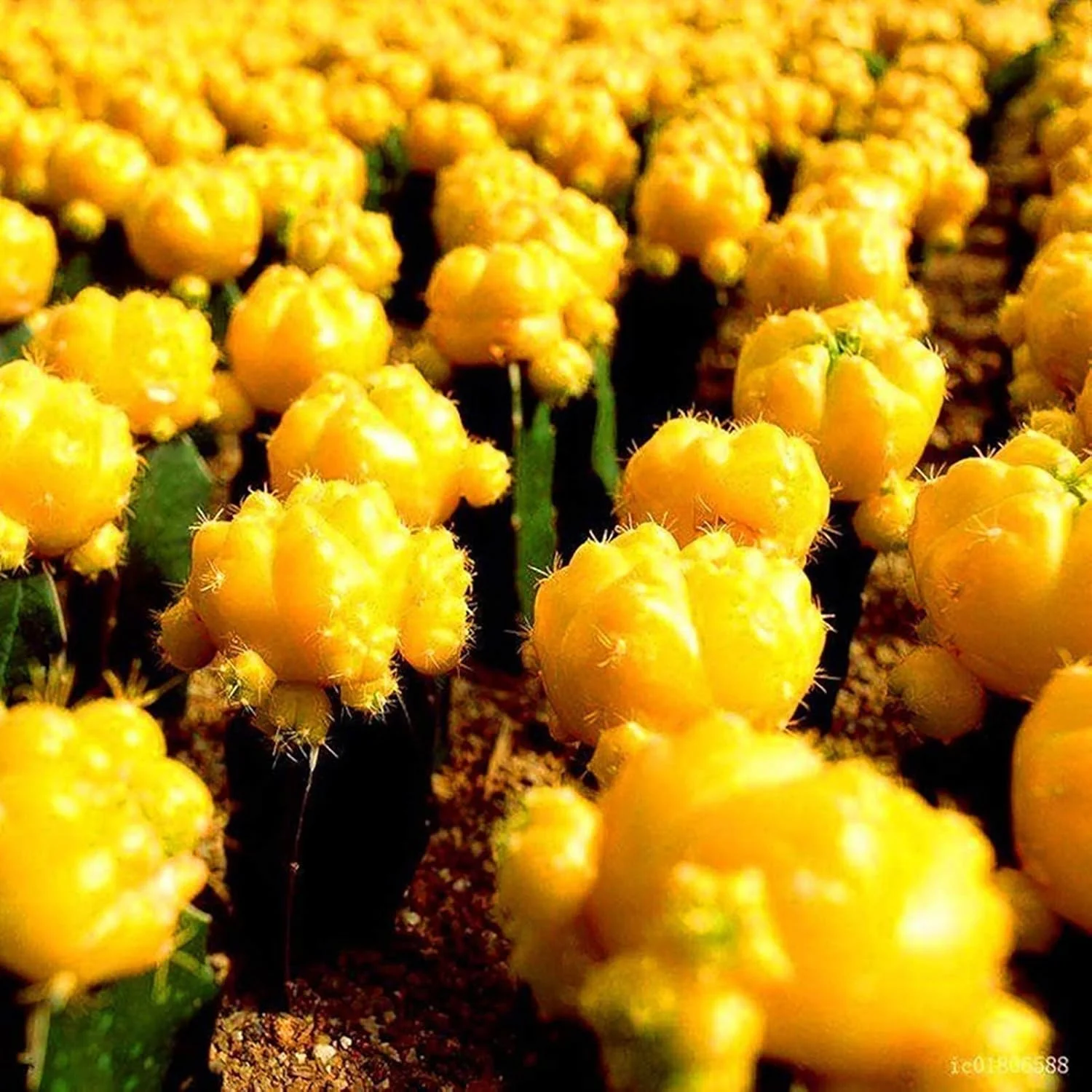 بذر برای کاشت، 50 عدد در هر کیسه، بذر کاکتوس مینیاتوری با کشت آسان، بذر بونسای رومیزی زرد برای باغ بالکن، بذر برای حیاط - بذر کاکتوس بذر برای کاشت، 50 عدد در هر کیسه، بذر کاکتوس مینیاتوری با کشت آسان، بذر بونسای رومیزی زرد برای باغ بالکن، بذر برای حیاط - بذر کاکتوس