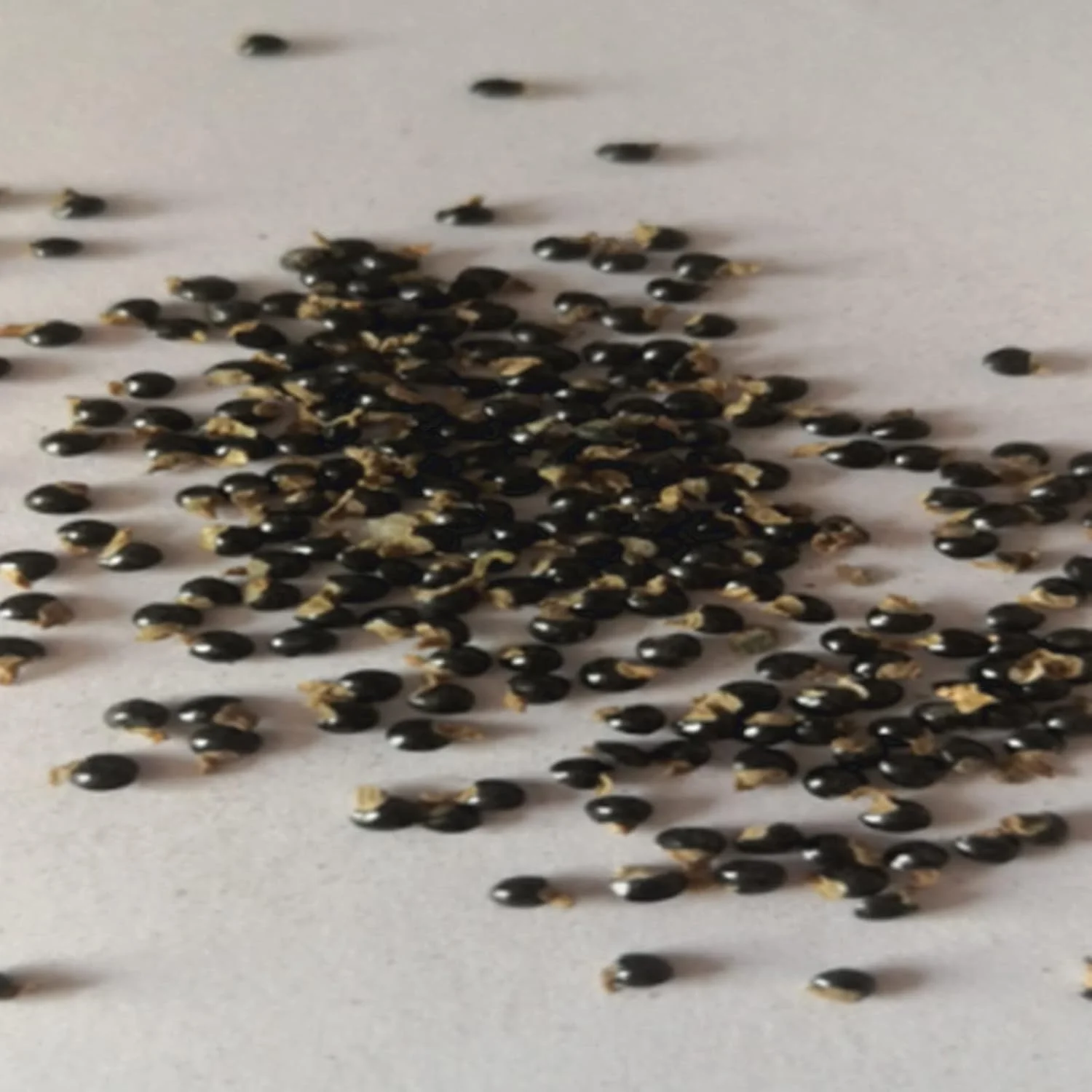 بذر برای کاشت، 50 عدد در هر کیسه، بذر کاکتوس مینیاتوری با کشت آسان، بذر بونسای رومیزی زرد برای باغ بالکن، بذر برای حیاط - بذر کاکتوس بذر برای کاشت، 50 عدد در هر کیسه، بذر کاکتوس مینیاتوری با کشت آسان، بذر بونسای رومیزی زرد برای باغ بالکن، بذر برای حیاط - بذر کاکتوس