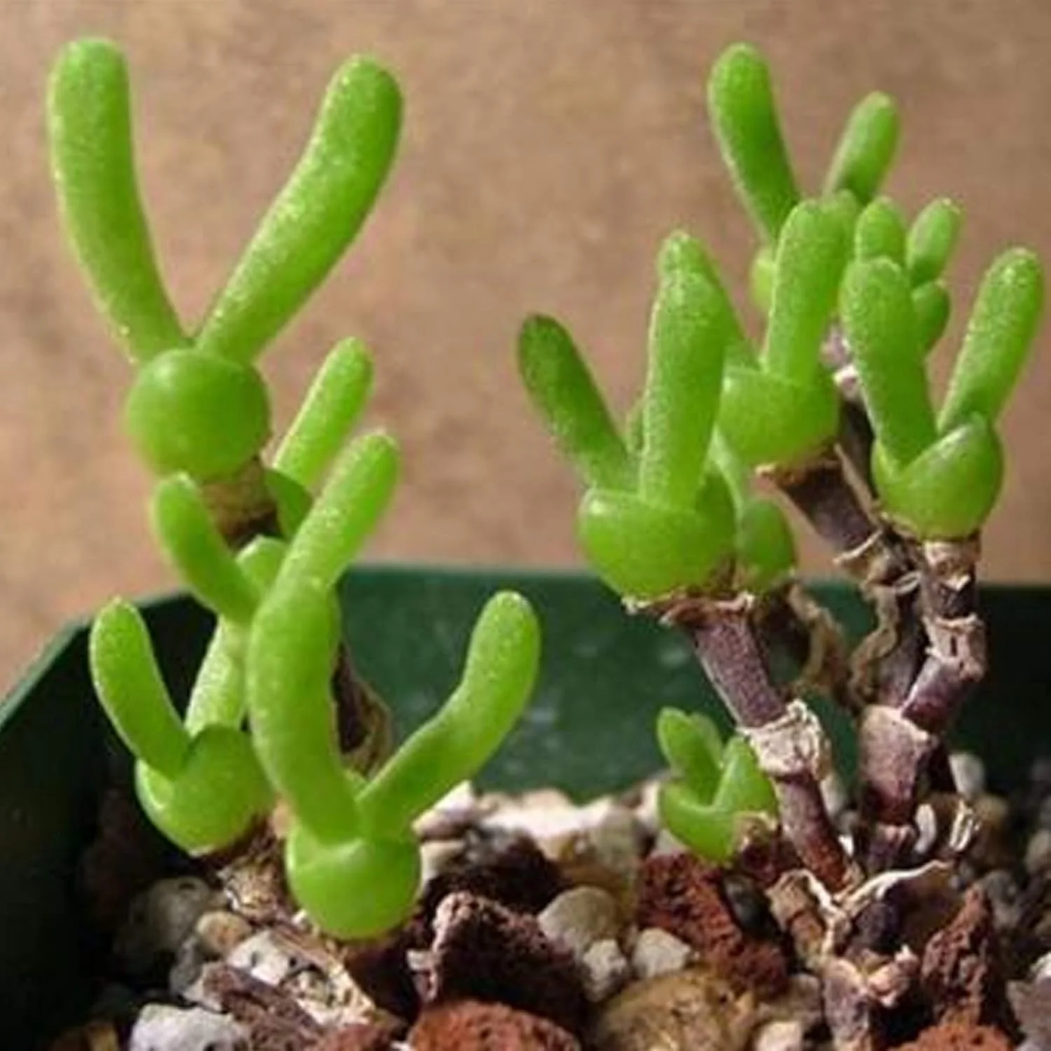 1 بسته بذر بونسای، بذر گیاهان گوشتی کوچک و زیبا با شکل خرگوش برای کاشت آسان در بالکن، باغ، حیاط و فضای باز، 1 عدد بذر Monilaria Obconica