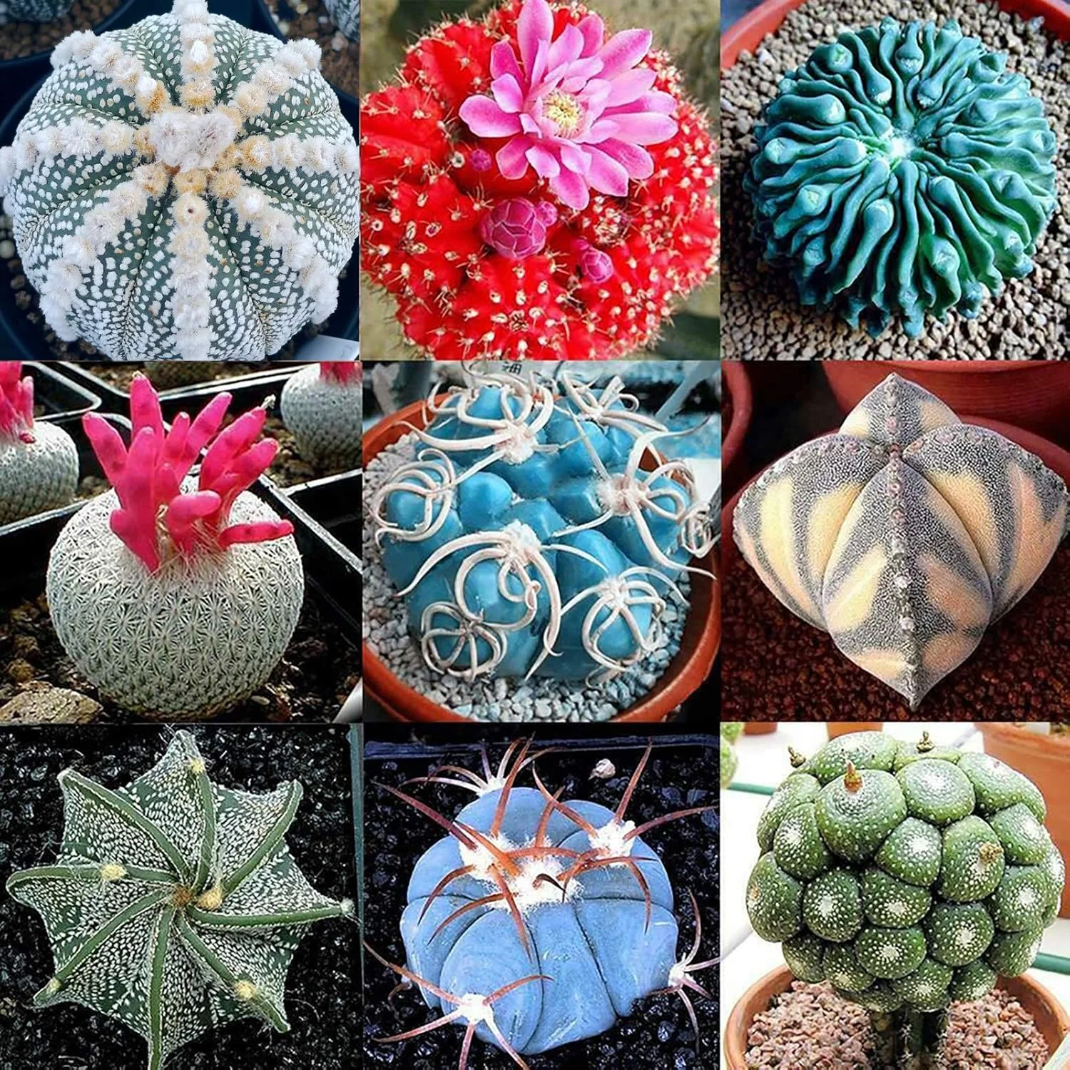 بذر برای کاشت، 100 عدد در هر کیسه، بذر کاکتوس مینی، کشت آسان، سبک وزن، تزئینی، بذر بونسای برای گلخانه، بذر بونسای برای حومه شهر - بذرهای کاکتوس بذر برای کاشت، 100 عدد در هر کیسه، بذر کاکتوس مینی، کشت آسان، سبک وزن، تزئینی، بذر بونسای برای گلخانه، بذر بونسای برای حومه شهر - بذرهای کاکتوس