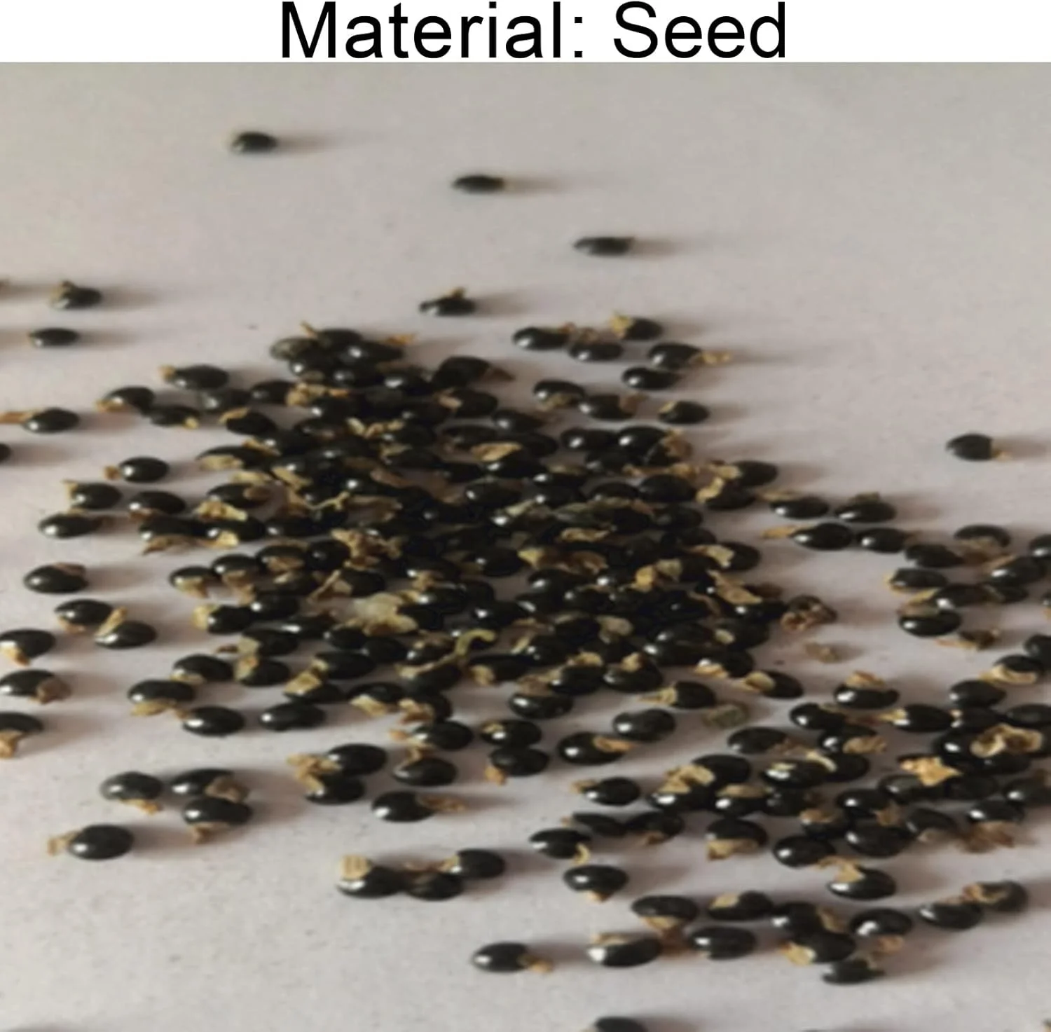 بذر برای کاشت، 50 عدد در هر کیسه، بذر کاکتوس مینیاتوری با کشت آسان، بذر بونسای رومیزی زرد برای باغ بالکن، بذر برای حیاط - بذر کاکتوس بذر برای کاشت، 50 عدد در هر کیسه، بذر کاکتوس مینیاتوری با کشت آسان، بذر بونسای رومیزی زرد برای باغ بالکن، بذر برای حیاط - بذر کاکتوس