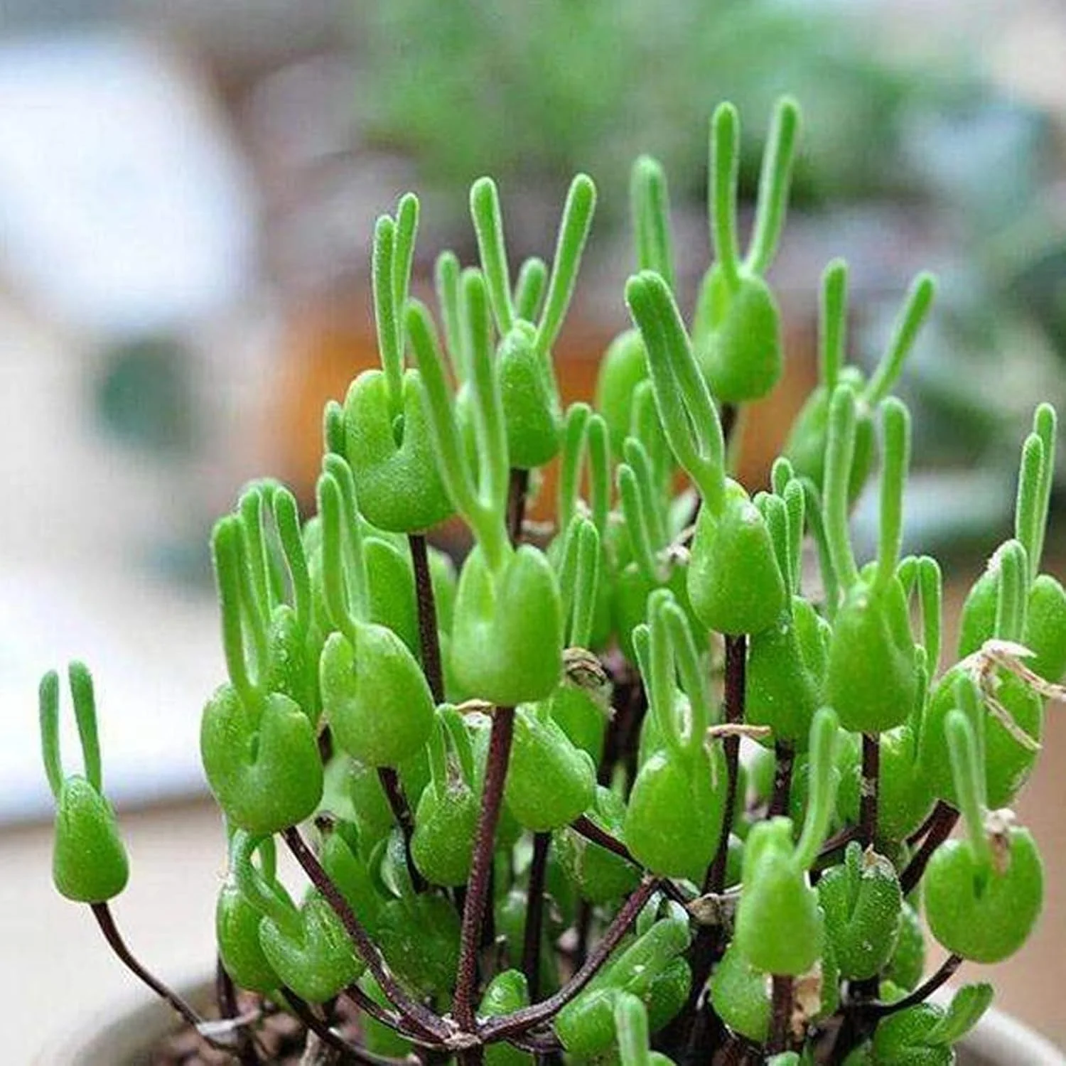 1 بسته بذر بونسای، بذر گیاهان گوشتی کوچک و زیبا با شکل خرگوش برای کاشت آسان در بالکن، باغ، حیاط و فضای باز، 1 عدد بذر Monilaria Obconica