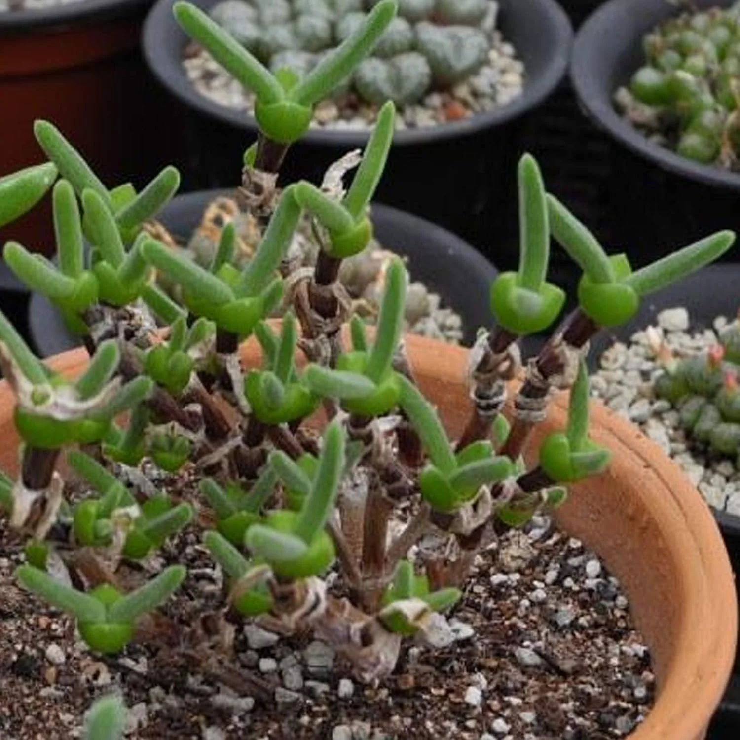 1 بسته بذر بونسای، بذر گیاهان گوشتی کوچک و زیبا با شکل خرگوش برای کاشت آسان در بالکن، باغ، حیاط و فضای باز، 1 عدد بذر Monilaria Obconica