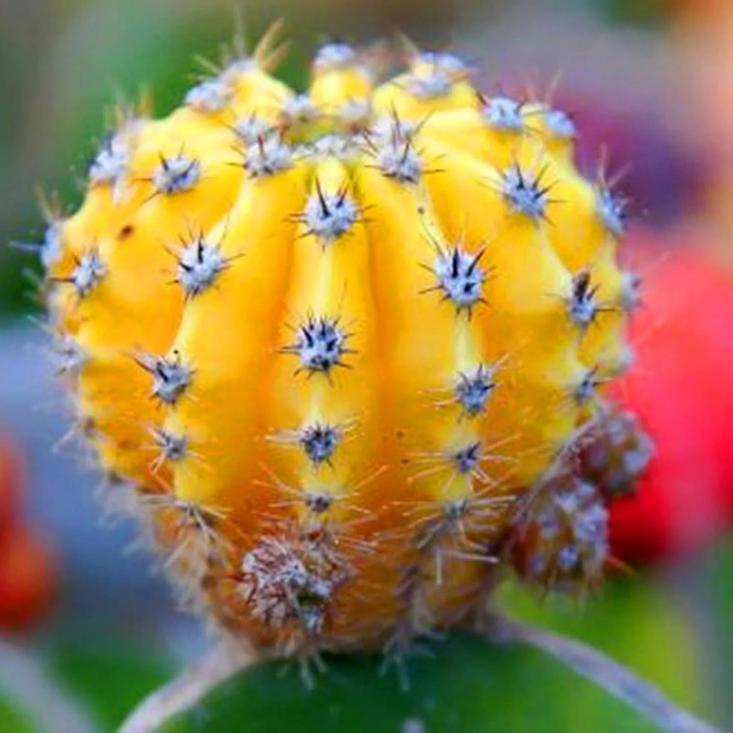 بذر برای کاشت GGOOT، 100 عدد در هر کیسه، بذر گیاه خانگی مینی، کشت آسان، شکل گرد، بذر کاکتوس زرد برای باغ حیاط، بذر برای گلخانه - بذر کاکتوس زرد