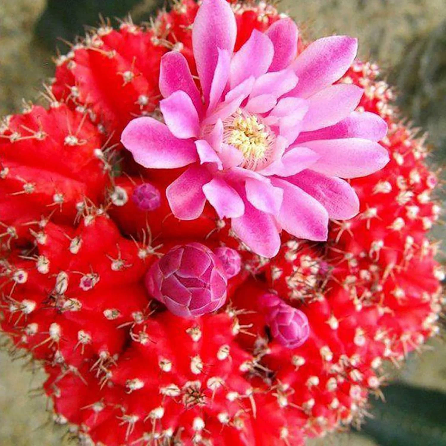 بذر برای کاشت، 100 عدد در هر کیسه، بذر کاکتوس مینی، کشت آسان، سبک وزن، تزئینی، بذر بونسای برای گلخانه، بذر بونسای برای حومه شهر - بذرهای کاکتوس بذر برای کاشت، 100 عدد در هر کیسه، بذر کاکتوس مینی، کشت آسان، سبک وزن، تزئینی، بذر بونسای برای گلخانه، بذر بونسای برای حومه شهر - بذرهای کاکتوس