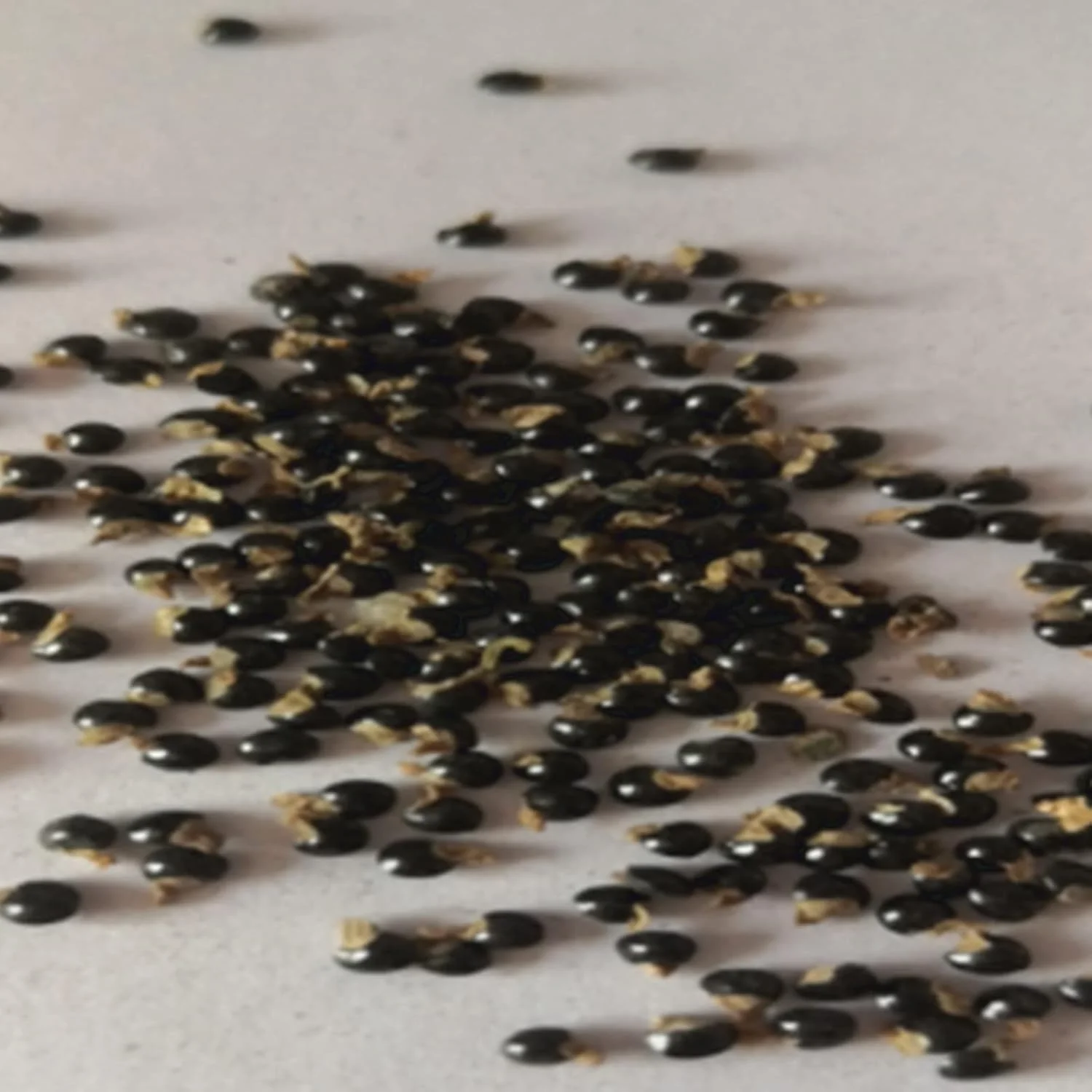 بذر برای کاشت، 50 عدد در هر کیسه، بذر کاکتوس مینیاتوری با کشت آسان، بذر بونسای رومیزی زرد برای باغ بالکن، بذر برای حیاط - بذر کاکتوس بذر برای کاشت، 50 عدد در هر کیسه، بذر کاکتوس مینیاتوری با کشت آسان، بذر بونسای رومیزی زرد برای باغ بالکن، بذر برای حیاط - بذر کاکتوس