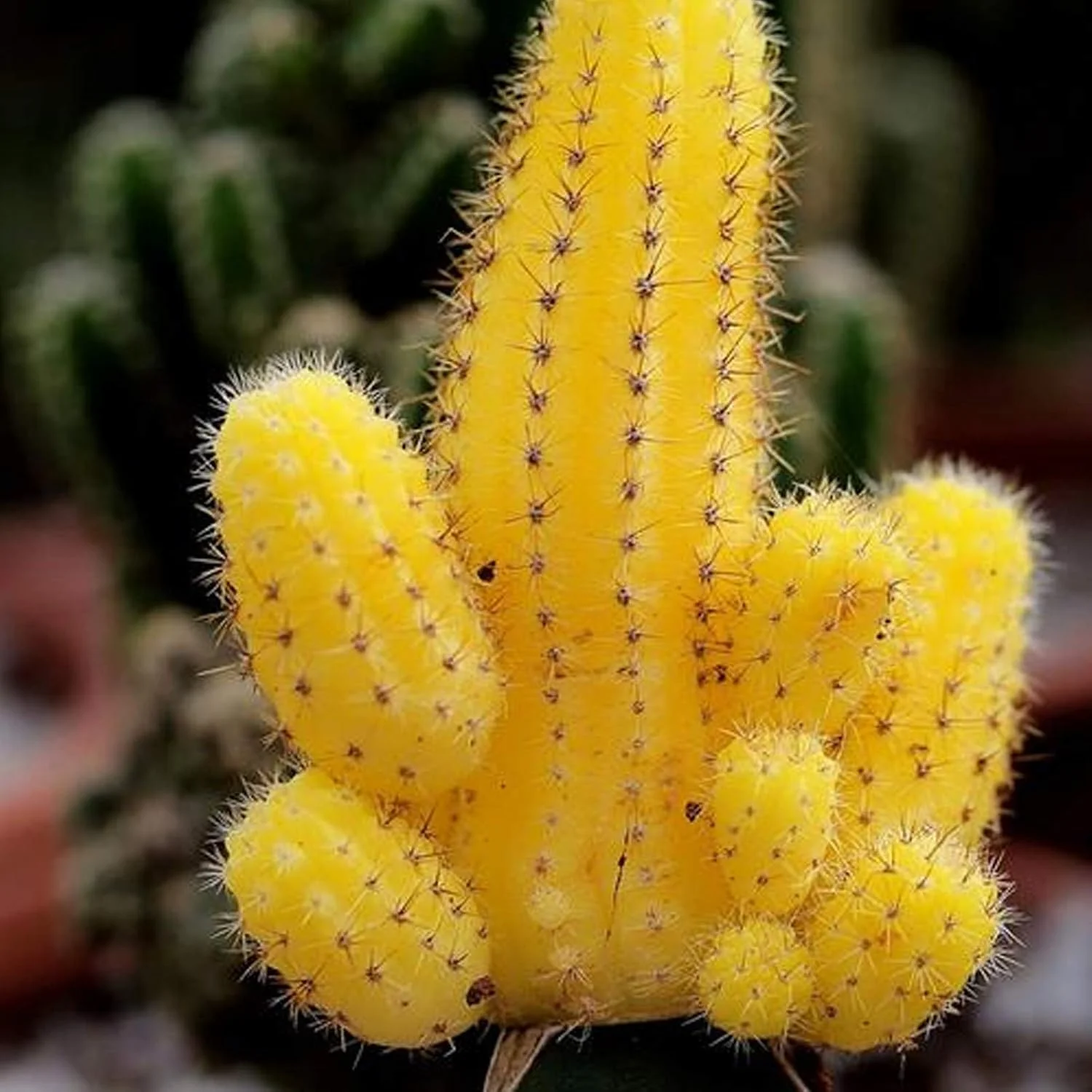 بذر برای کاشت GGOOT، 100 عدد در هر کیسه، بذر گیاه خانگی مینی، کشت آسان، شکل گرد، بذر کاکتوس زرد برای باغ حیاط، بذر برای گلخانه - بذر کاکتوس زرد