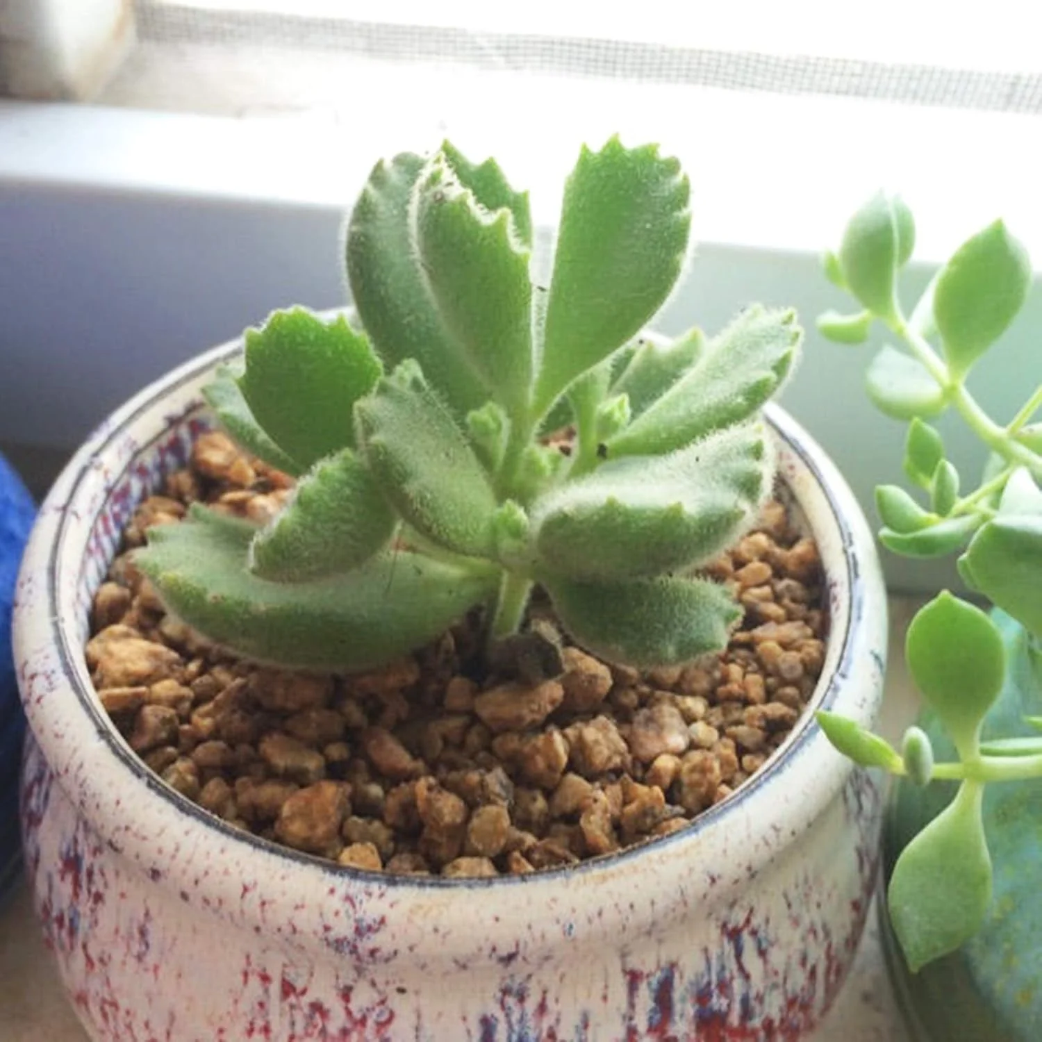 100 عدد بذر گیاهان گوشتی، تازه، کشت آسان، زیبا و کاربردی، بذر بونسای برای دفتر - بذر گیاهان گوشتی - بذر گل، بذر سبزیجات، بذر میوه، بذر گیاهان باغی برای کاشت در داخل و خارج از خانه