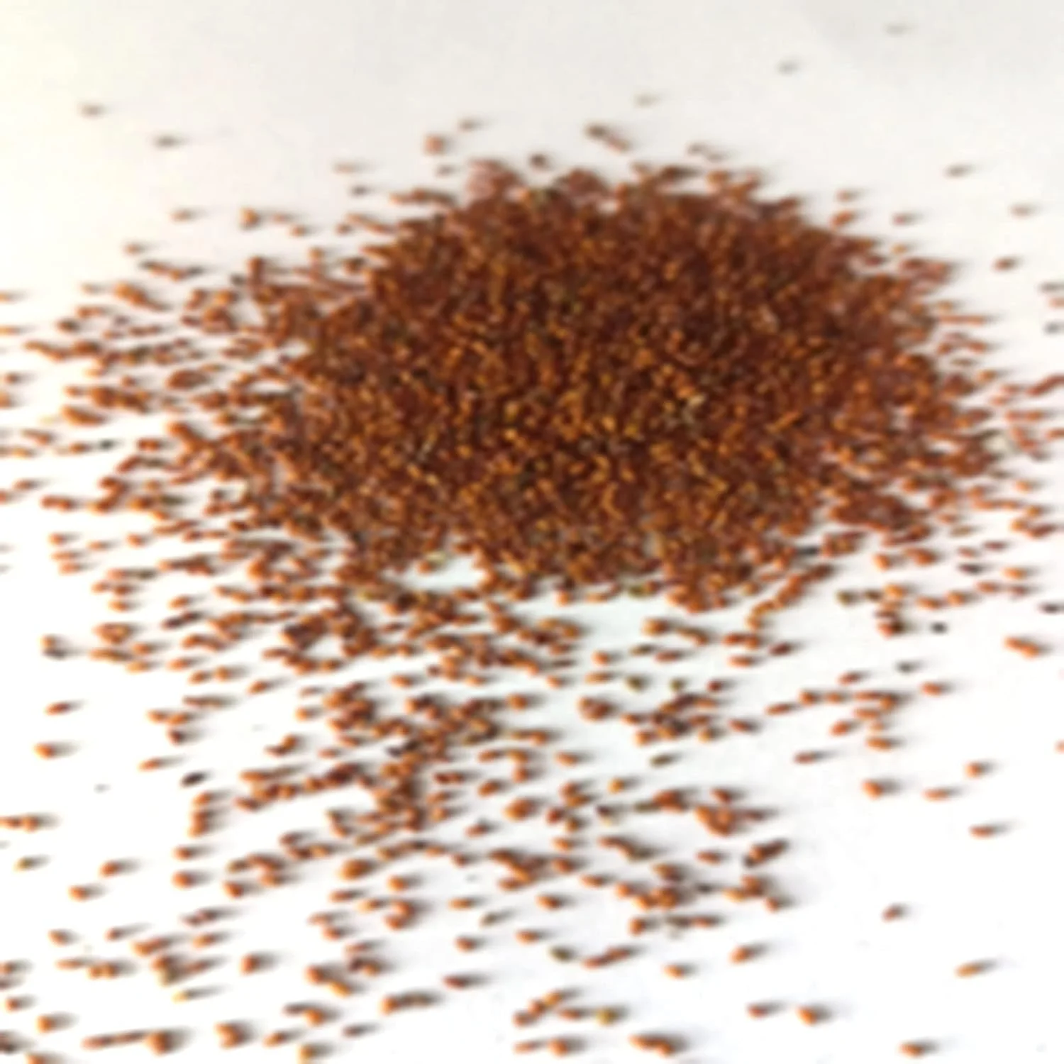 بذر برای کاشت، 1 کیسه بذر بونسای مینی، کشت آسان، شکل خرگوش، بذر گیاه ساکولنت زیبا برای گیاه بالکن، بذر برای حیاط - بذرهای Monilaria Obconica بذر برای کاشت، 1 کیسه بذر بونسای مینی، کشت آسان، شکل خرگوش، بذر گیاه ساکولنت زیبا برای گیاه بالکن، بذر برای حیاط - بذرهای Monilaria Obconica