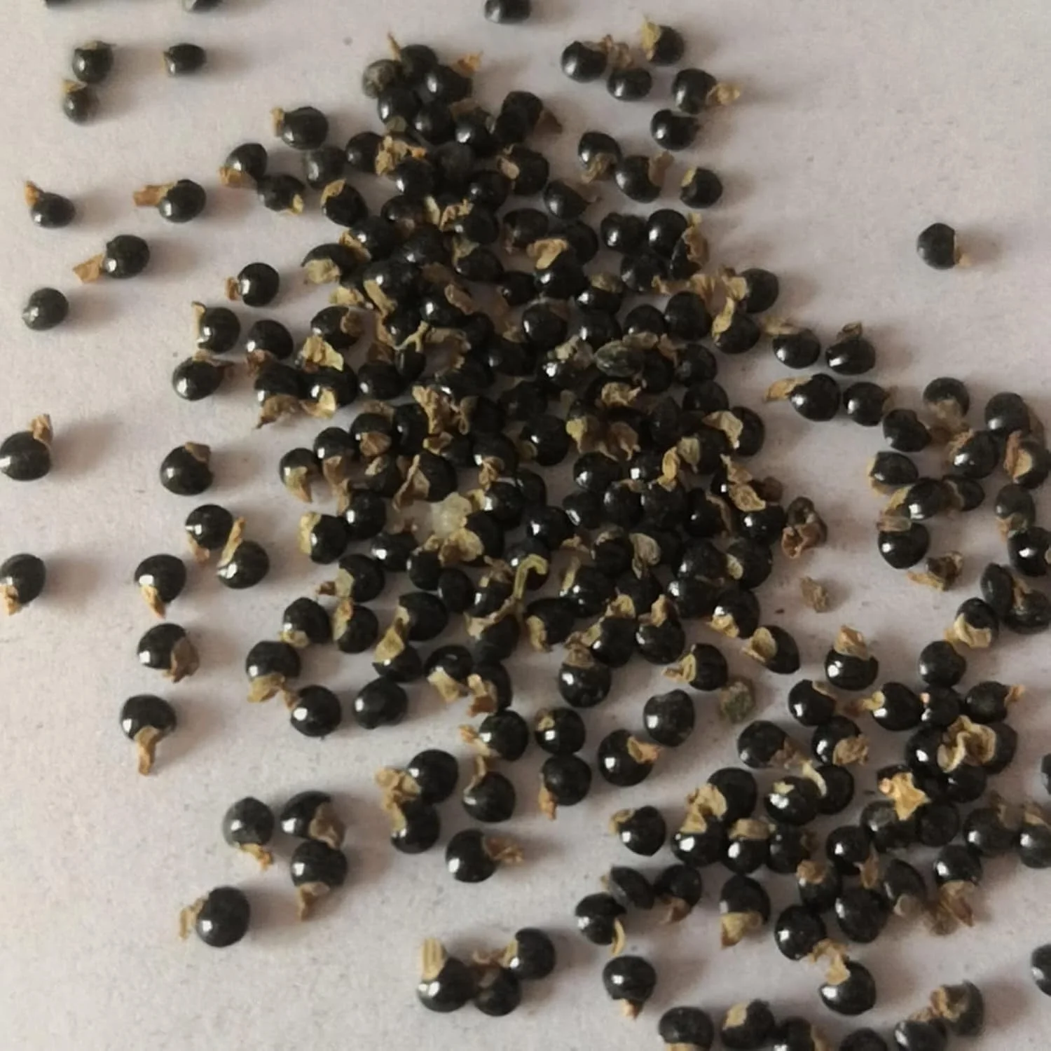 بذر برای کاشت GGOOT، 100 عدد در هر کیسه، بذر گیاه خانگی مینی، کشت آسان، شکل گرد، بذر کاکتوس زرد برای باغ حیاط، بذر برای گلخانه - بذر کاکتوس زرد