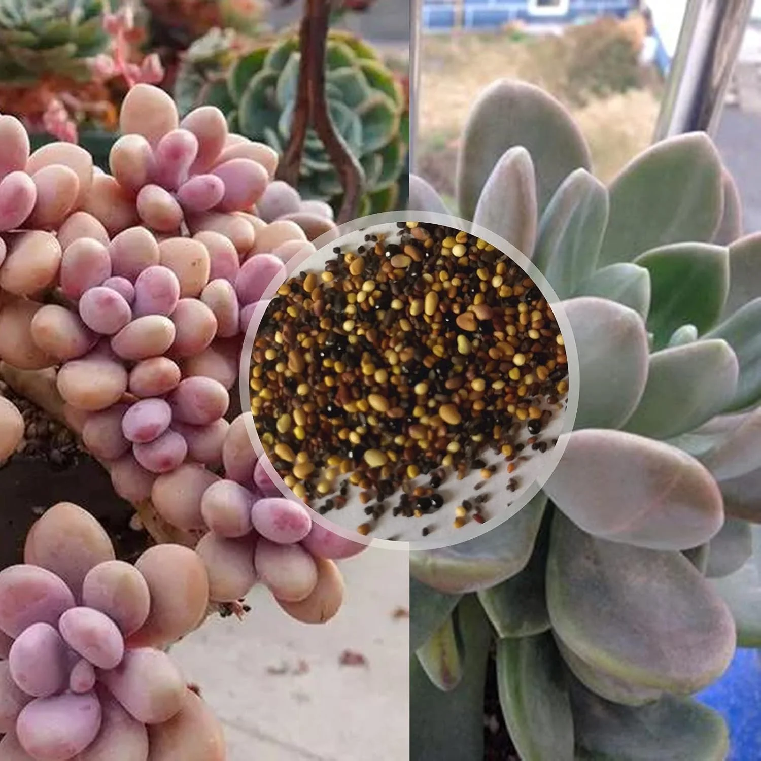 بذر برای کاشت، 1 کیسه بذر گیاه ساکولنت مینی کشت آسان مخلوط بذر گیاهان گلدار ویژه برای حیاط بذر کاکتوس برای باغ - بذرهای ساکولنت بذر برای کاشت، 1 کیسه بذر گیاه ساکولنت مینی کشت آسان مخلوط بذر گیاهان گلدار ویژه برای حیاط بذر کاکتوس برای باغ - بذرهای ساکولنت