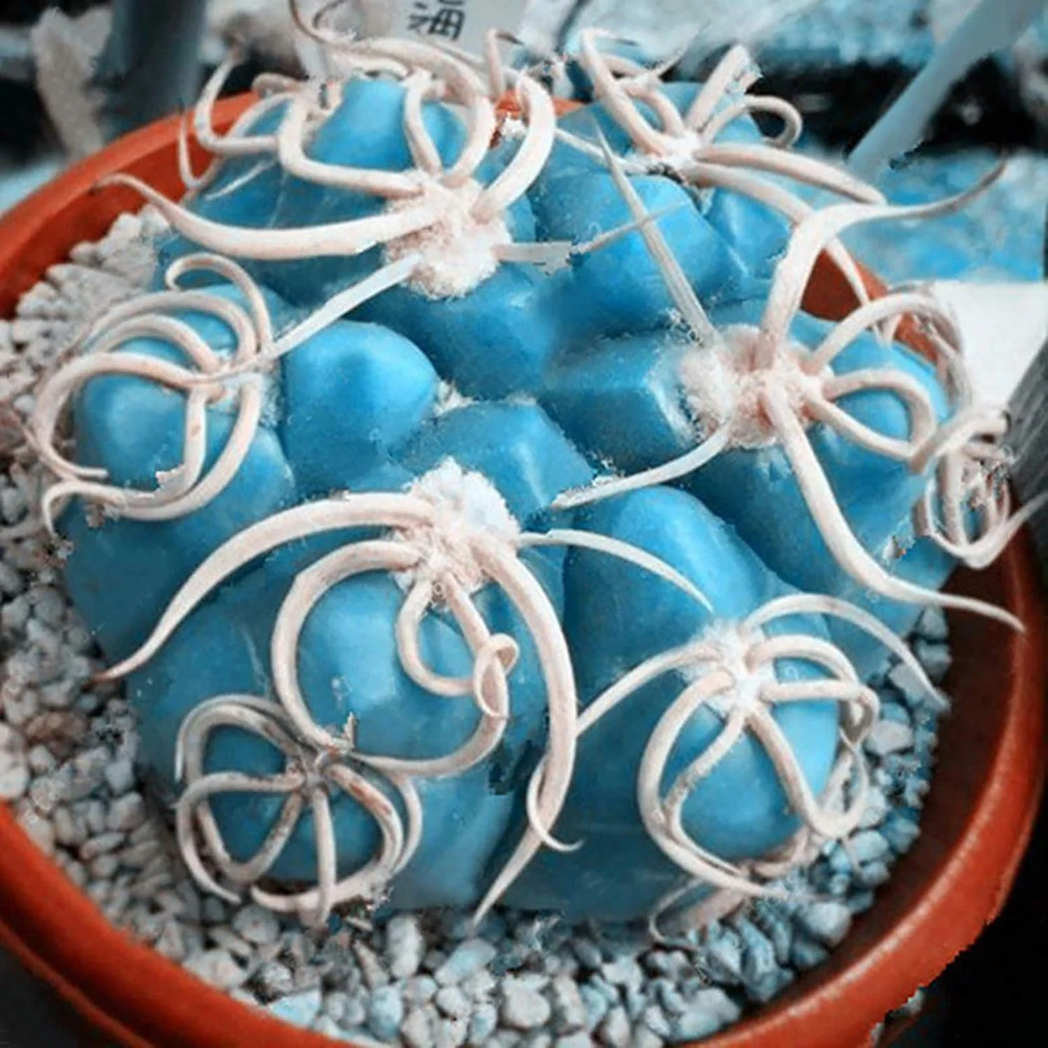 100 عدد بذر کاکتوس مینیاتوری، کشت آسان، سبک وزن، تزئینی، مناسب برای گلخانه - بذر کاکتوس - بذر گل، بذر سبزیجات، بذر میوه، بذر گیاهان باغی برای کاشت در فضای داخلی و خارجی 100 عدد بذر کاکتوس مینیاتوری، کشت آسان، سبک وزن، تزئینی، مناسب برای گلخانه - بذر کاکتوس - بذر گل، بذر سبزیجات، بذر میوه، بذر گیاهان باغی برای کاشت در فضای داخلی و خارجی