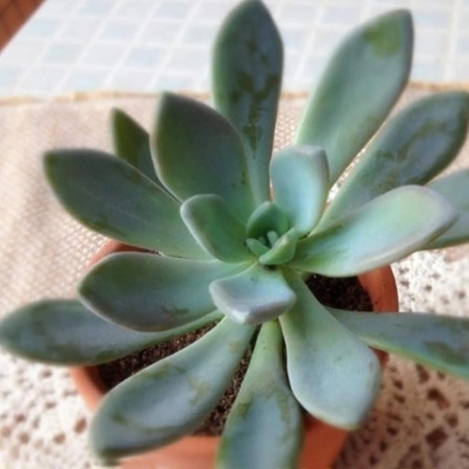 بذر برای کاشت، 1 کیسه بذر گیاه ساکولنت مینی کشت آسان مخلوط بذر گیاهان گلدار ویژه برای حیاط بذر کاکتوس برای باغ - بذرهای ساکولنت بذر برای کاشت، 1 کیسه بذر گیاه ساکولنت مینی کشت آسان مخلوط بذر گیاهان گلدار ویژه برای حیاط بذر کاکتوس برای باغ - بذرهای ساکولنت