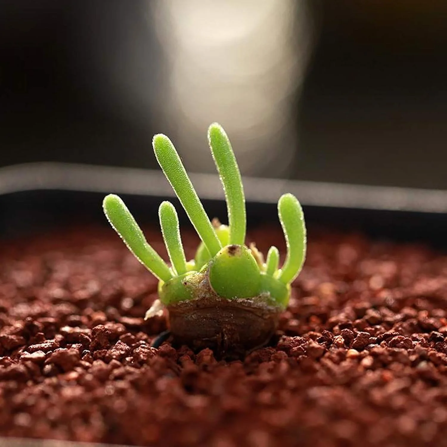 یک بسته بذر بونسای برای کاشت، بذر گیاه گوشتی مینیاتوری با شکل خرگوش زیبا و کشت آسان، مناسب برای باغبانی و دکوراسیون منزل - بذر Monilaria Obconica یک بسته بذر بونسای برای کاشت، بذر گیاه گوشتی مینیاتوری با شکل خرگوش زیبا و کشت آسان، مناسب برای باغبانی و دکوراسیون منزل - بذر Monilaria Obconica