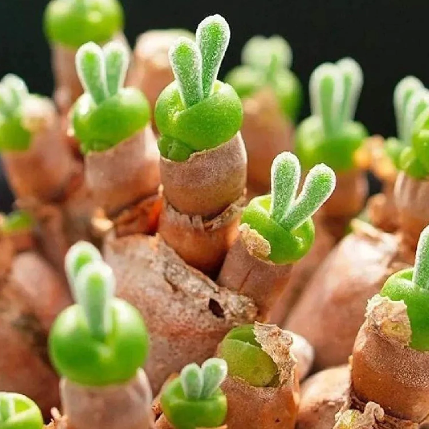 بذر برای کاشت، 1 کیسه بذر بونسای مینی، کشت آسان، شکل خرگوش، بذر گیاه ساکولنت زیبا برای گیاه بالکن، بذر برای حیاط - بذرهای Monilaria Obconica بذر برای کاشت، 1 کیسه بذر بونسای مینی، کشت آسان، شکل خرگوش، بذر گیاه ساکولنت زیبا برای گیاه بالکن، بذر برای حیاط - بذرهای Monilaria Obconica