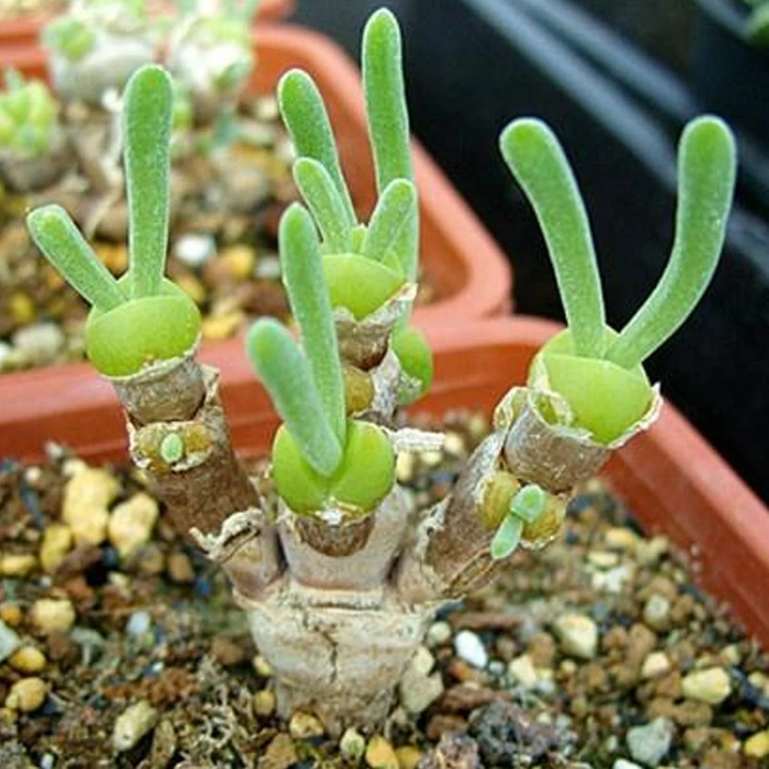 یک بسته بذر بونسای برای کاشت، بذر گیاه گوشتی مینیاتوری با شکل خرگوش زیبا و کشت آسان، مناسب برای باغبانی و دکوراسیون منزل - بذر Monilaria Obconica یک بسته بذر بونسای برای کاشت، بذر گیاه گوشتی مینیاتوری با شکل خرگوش زیبا و کشت آسان، مناسب برای باغبانی و دکوراسیون منزل - بذر Monilaria Obconica