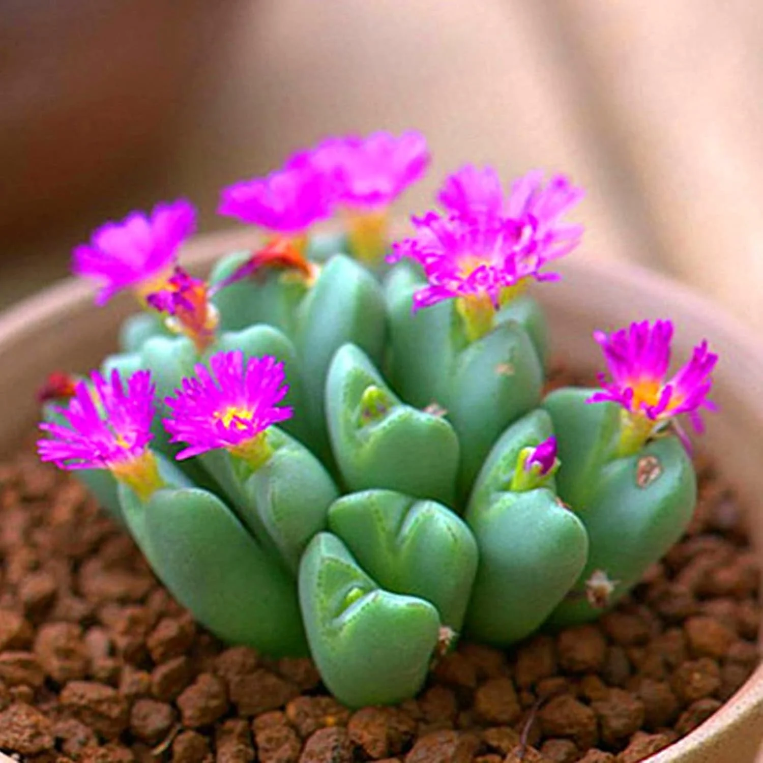 یایویو 100 عددی بذر گیاهان آپارتمانی گوشتی | کشت آسان بذر گیاهان بونسای زیبا برای بالکن سایز 1 یایویو 100 عددی بذر گیاهان آپارتمانی گوشتی | کشت آسان بذر گیاهان بونسای زیبا برای بالکن سایز 1