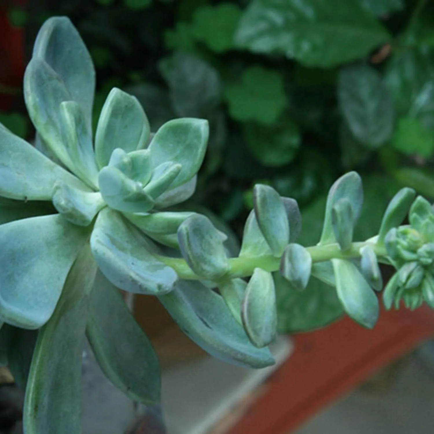 بذر برای کاشت، 1 کیسه بذر گیاه ساکولنت مینی کشت آسان مخلوط بذر گیاهان گلدار ویژه برای حیاط بذر کاکتوس برای باغ - بذرهای ساکولنت بذر برای کاشت، 1 کیسه بذر گیاه ساکولنت مینی کشت آسان مخلوط بذر گیاهان گلدار ویژه برای حیاط بذر کاکتوس برای باغ - بذرهای ساکولنت