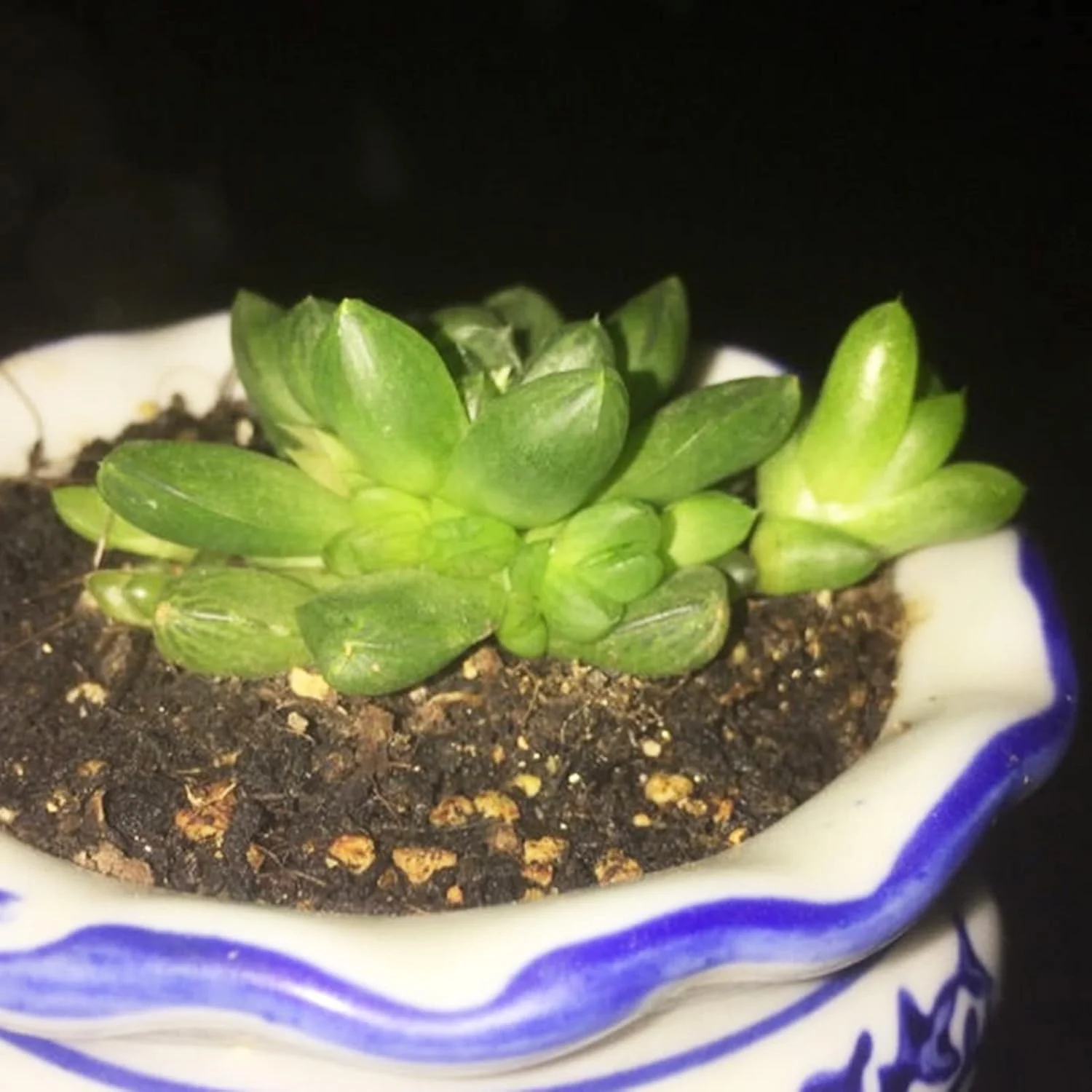 یایویو 100 عددی بذر گیاهان آپارتمانی گوشتی | کشت آسان بذر گیاهان بونسای زیبا برای بالکن سایز 1 یایویو 100 عددی بذر گیاهان آپارتمانی گوشتی | کشت آسان بذر گیاهان بونسای زیبا برای بالکن سایز 1