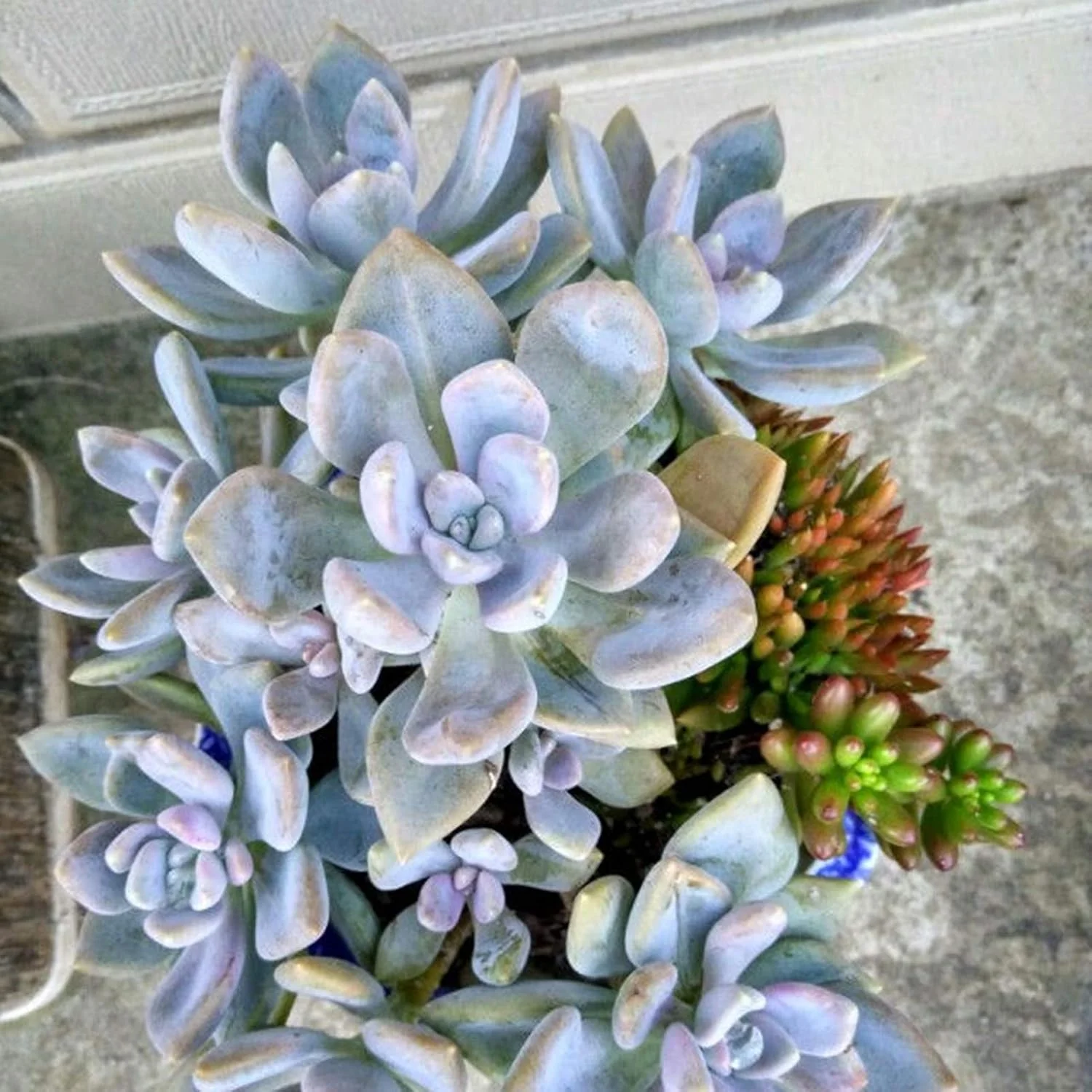 بذر برای کاشت، 1 کیسه بذر گیاه ساکولنت مینی کشت آسان مخلوط بذر گیاهان گلدار ویژه برای حیاط بذر کاکتوس برای باغ - بذرهای ساکولنت بذر برای کاشت، 1 کیسه بذر گیاه ساکولنت مینی کشت آسان مخلوط بذر گیاهان گلدار ویژه برای حیاط بذر کاکتوس برای باغ - بذرهای ساکولنت