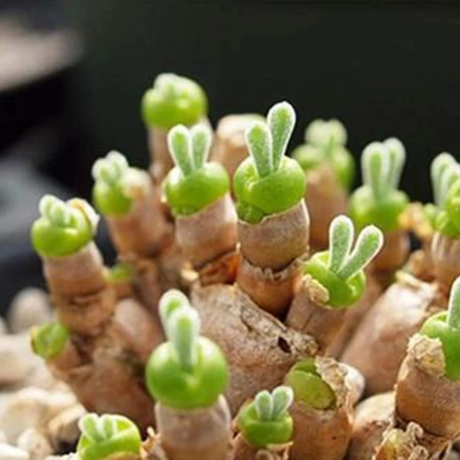 یک بسته بذر بونسای برای کاشت، بذر گیاه گوشتی مینیاتوری با شکل خرگوش زیبا و کشت آسان، مناسب برای باغبانی و دکوراسیون منزل - بذر Monilaria Obconica یک بسته بذر بونسای برای کاشت، بذر گیاه گوشتی مینیاتوری با شکل خرگوش زیبا و کشت آسان، مناسب برای باغبانی و دکوراسیون منزل - بذر Monilaria Obconica