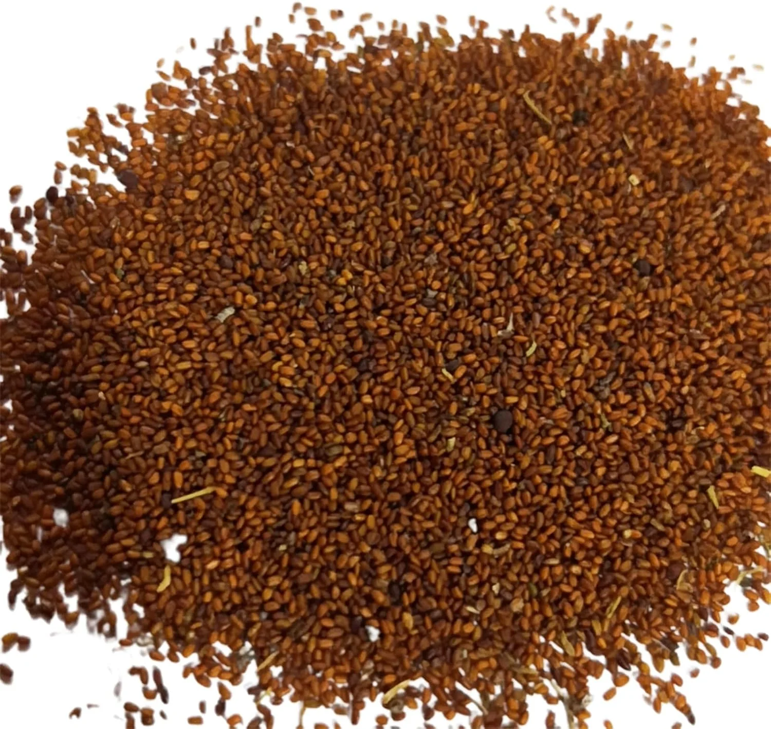 یایویو 100 عددی بذر گیاهان آپارتمانی گوشتی | کشت آسان بذر گیاهان بونسای زیبا برای بالکن سایز 1 یایویو 100 عددی بذر گیاهان آپارتمانی گوشتی | کشت آسان بذر گیاهان بونسای زیبا برای بالکن سایز 1