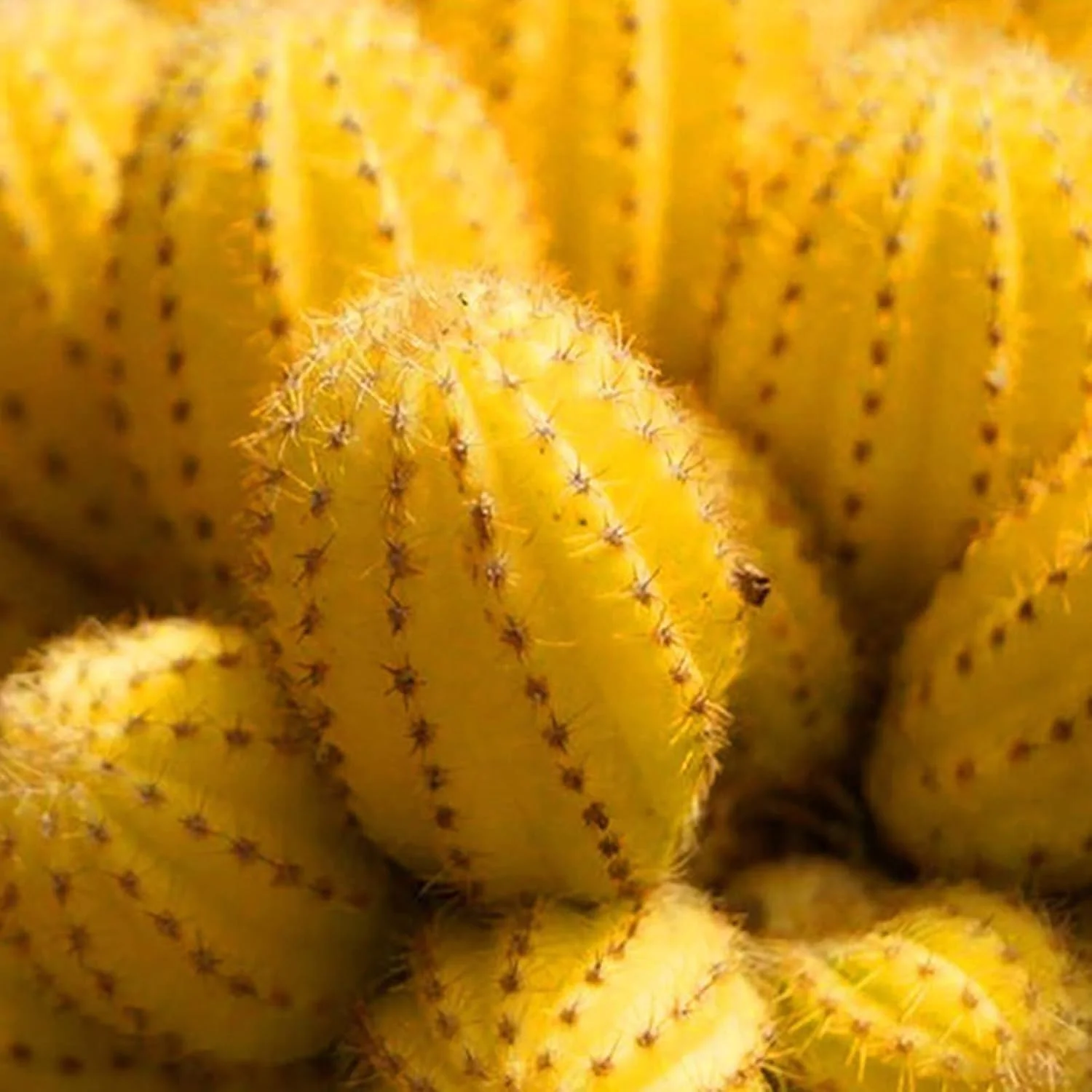 ZMYPP 50 عدد بذر کاکتوس در هر کیسه برای کاشت، بذر بونسای زرد مینیاتوری با کشت آسان برای بالکن، کاشت آسان، باغبانی، دکوراسیون منزل - بذر کاکتوس