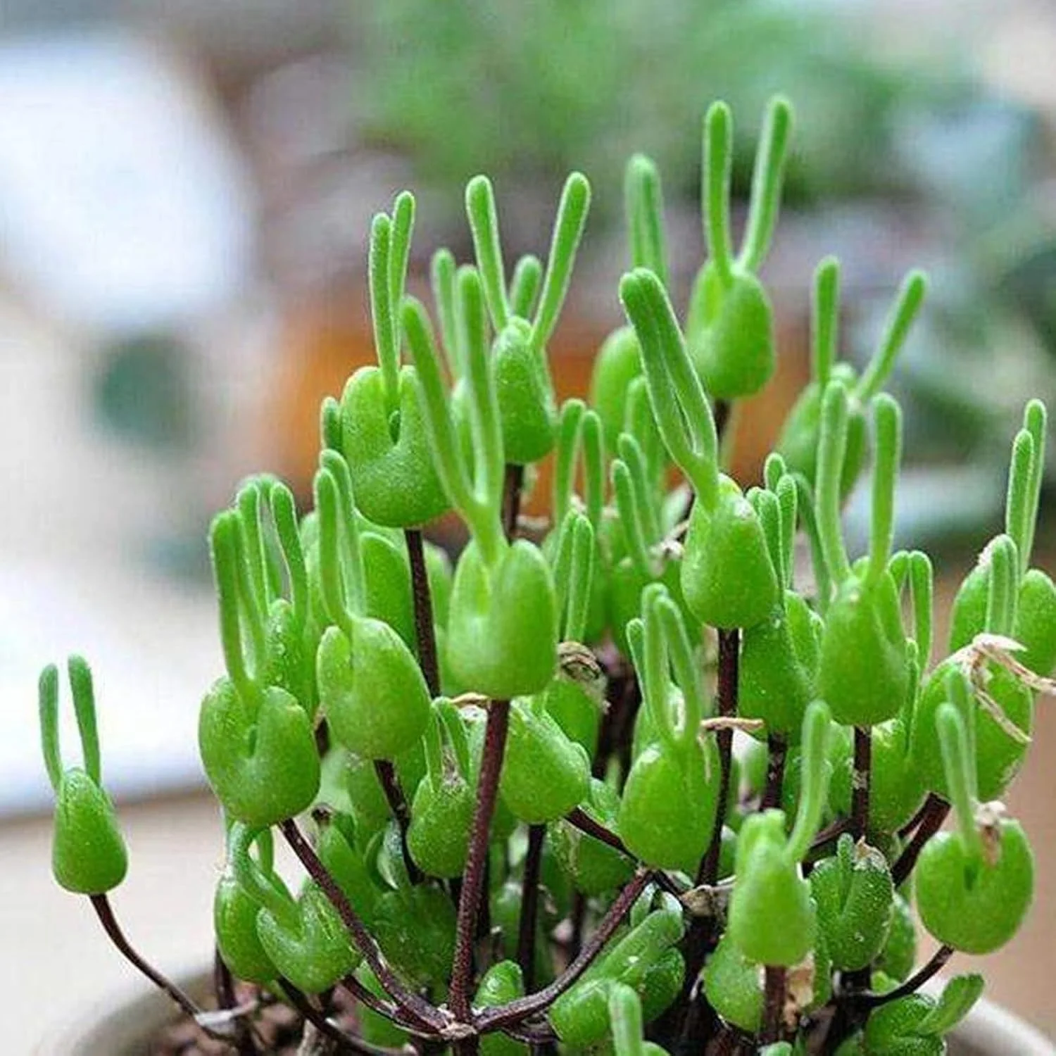 یک بسته بذر بونسای برای کاشت، بذر گیاه گوشتی مینیاتوری با شکل خرگوش زیبا و کشت آسان، مناسب برای باغبانی و دکوراسیون منزل - بذر Monilaria Obconica یک بسته بذر بونسای برای کاشت، بذر گیاه گوشتی مینیاتوری با شکل خرگوش زیبا و کشت آسان، مناسب برای باغبانی و دکوراسیون منزل - بذر Monilaria Obconica