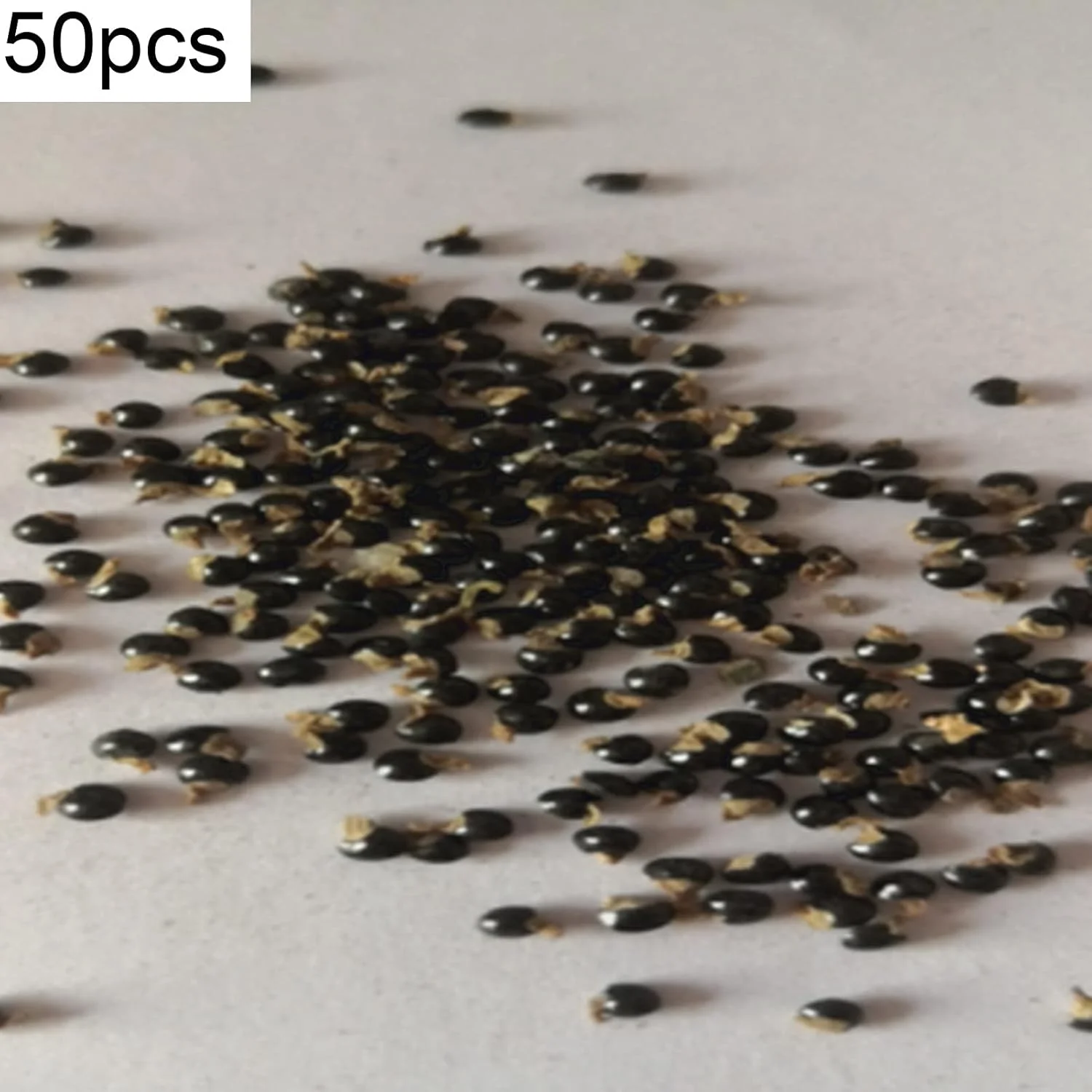 ZMYPP 50 عدد بذر کاکتوس در هر کیسه برای کاشت، بذر بونسای زرد مینیاتوری با کشت آسان برای بالکن، کاشت آسان، باغبانی، دکوراسیون منزل - بذر کاکتوس