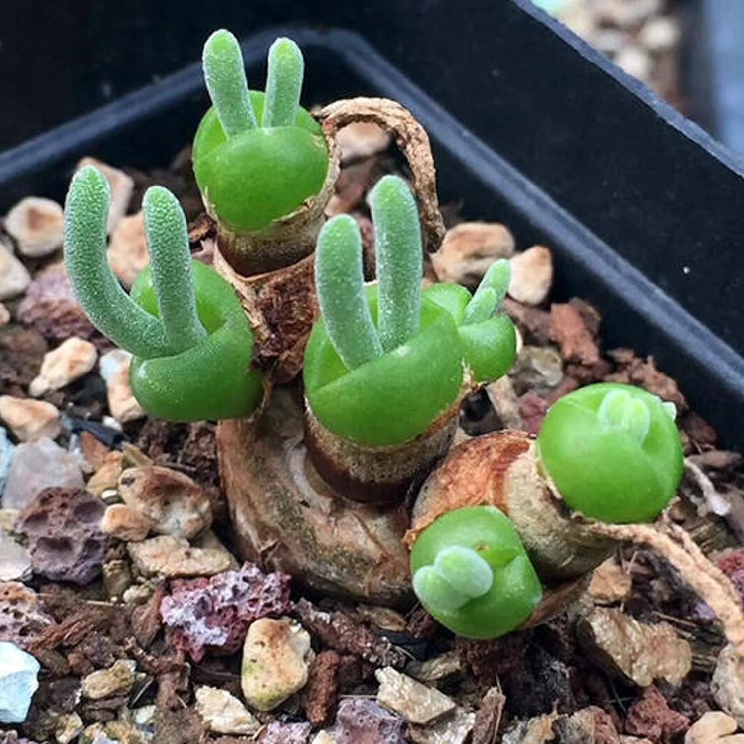 یک بسته بذر بونسای برای کاشت، بذر گیاه گوشتی مینیاتوری با شکل خرگوش زیبا و کشت آسان، مناسب برای باغبانی و دکوراسیون منزل - بذر Monilaria Obconica یک بسته بذر بونسای برای کاشت، بذر گیاه گوشتی مینیاتوری با شکل خرگوش زیبا و کشت آسان، مناسب برای باغبانی و دکوراسیون منزل - بذر Monilaria Obconica